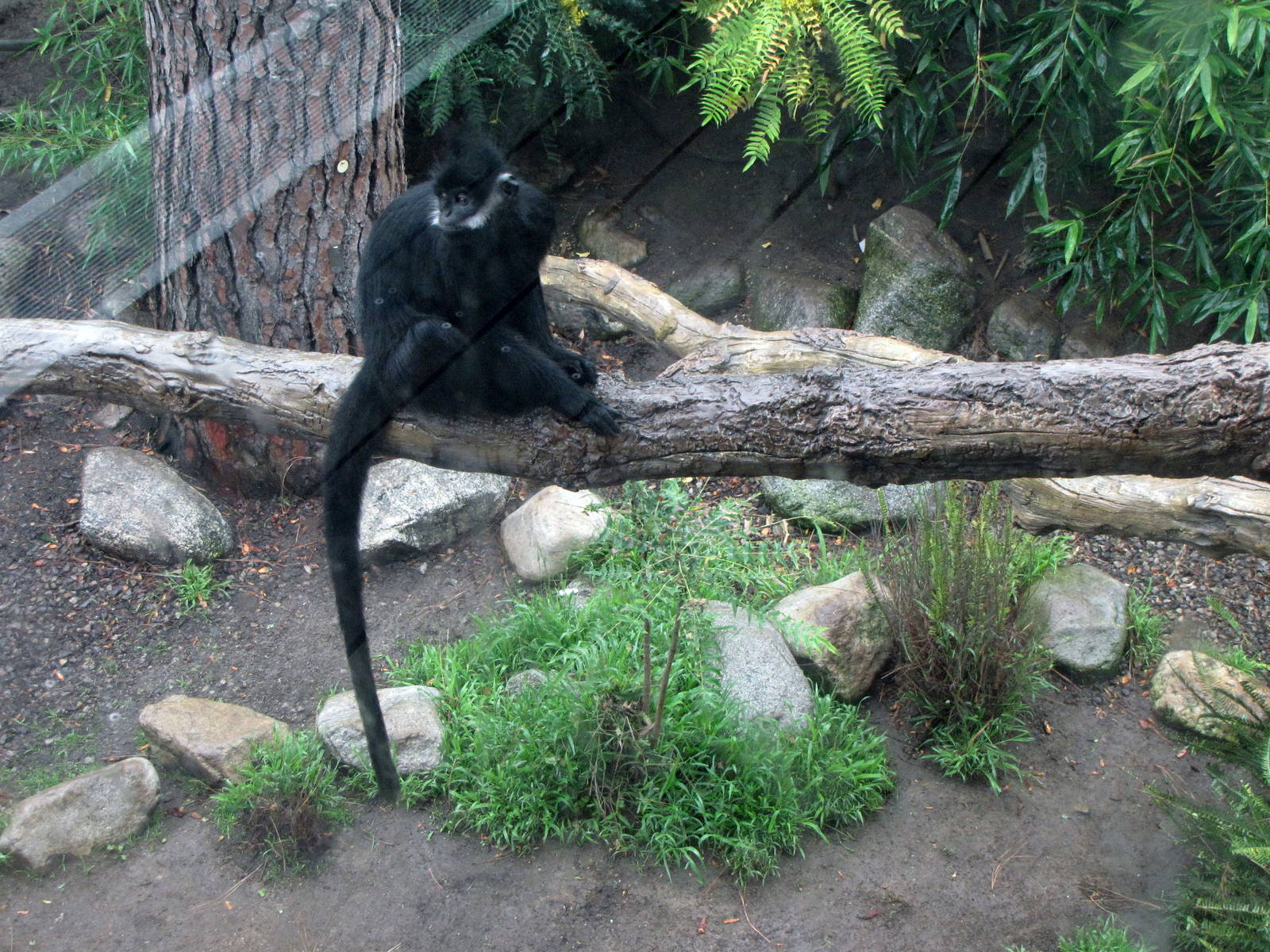 Langur