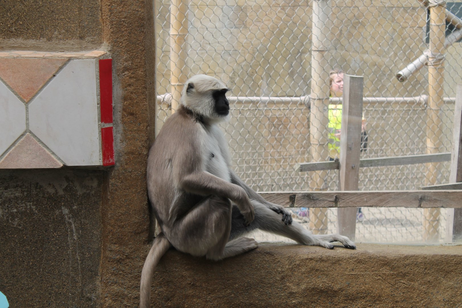 Langur