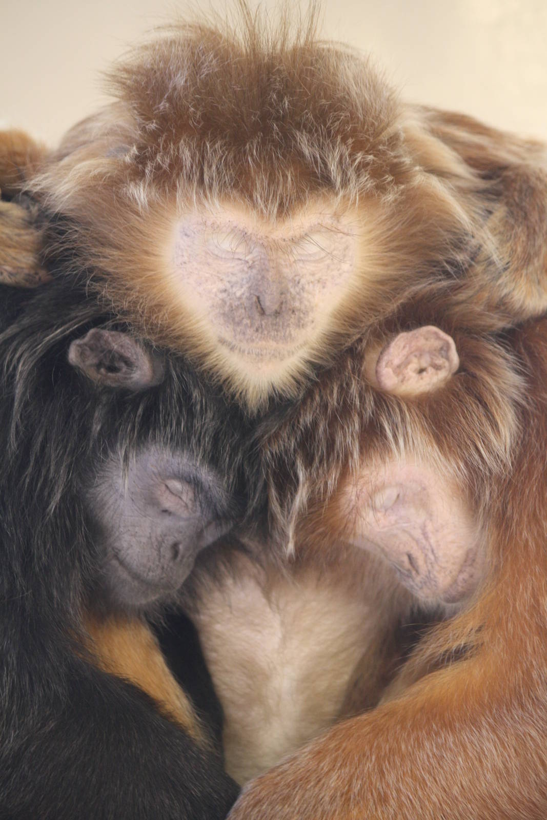 Langurs 24 August 2010