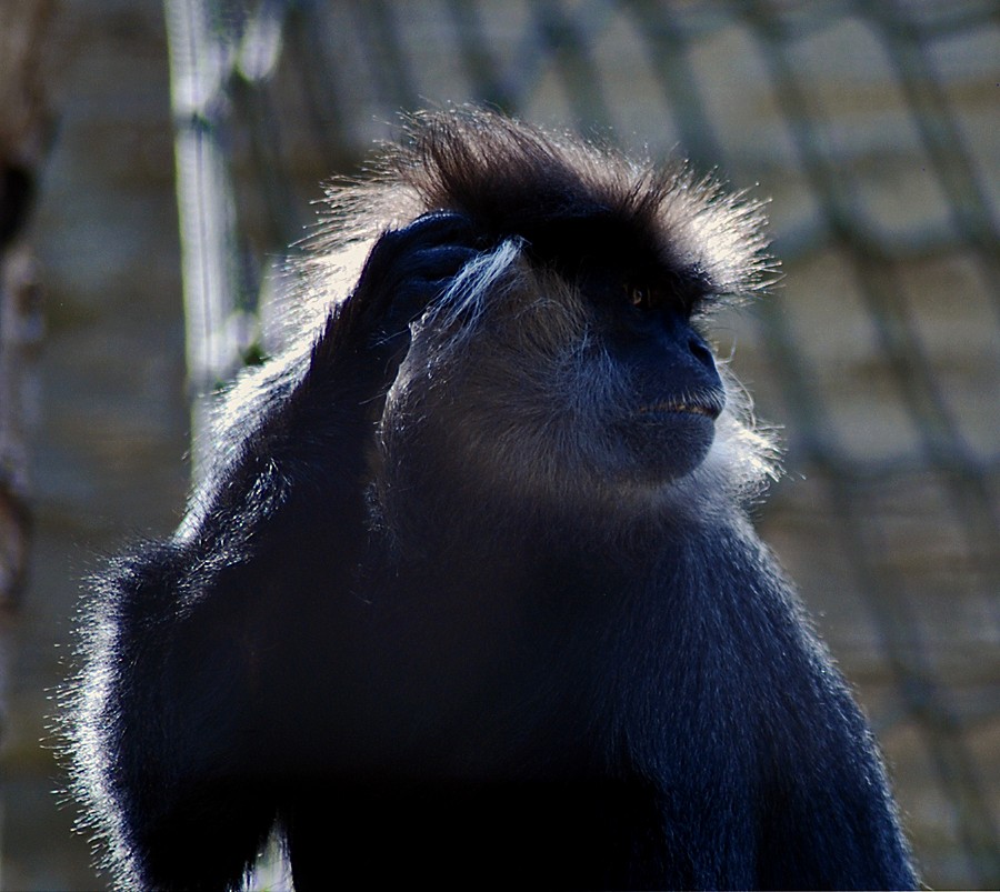 Langut, purple faced