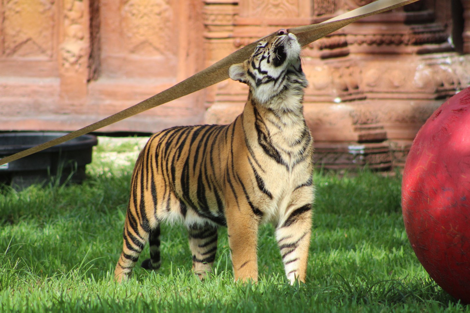 Lani the Sumatran Tiger (P. t. sondaica / “sumatrae”)