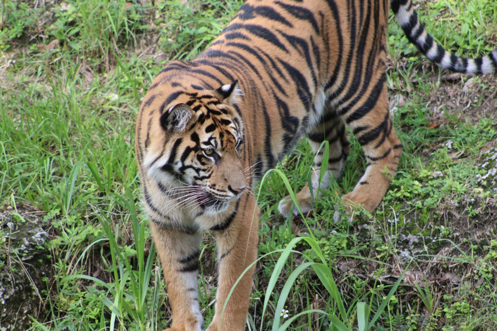 Lani the Sumatran Tiger (P. t. sondaica / “sumatrae”)