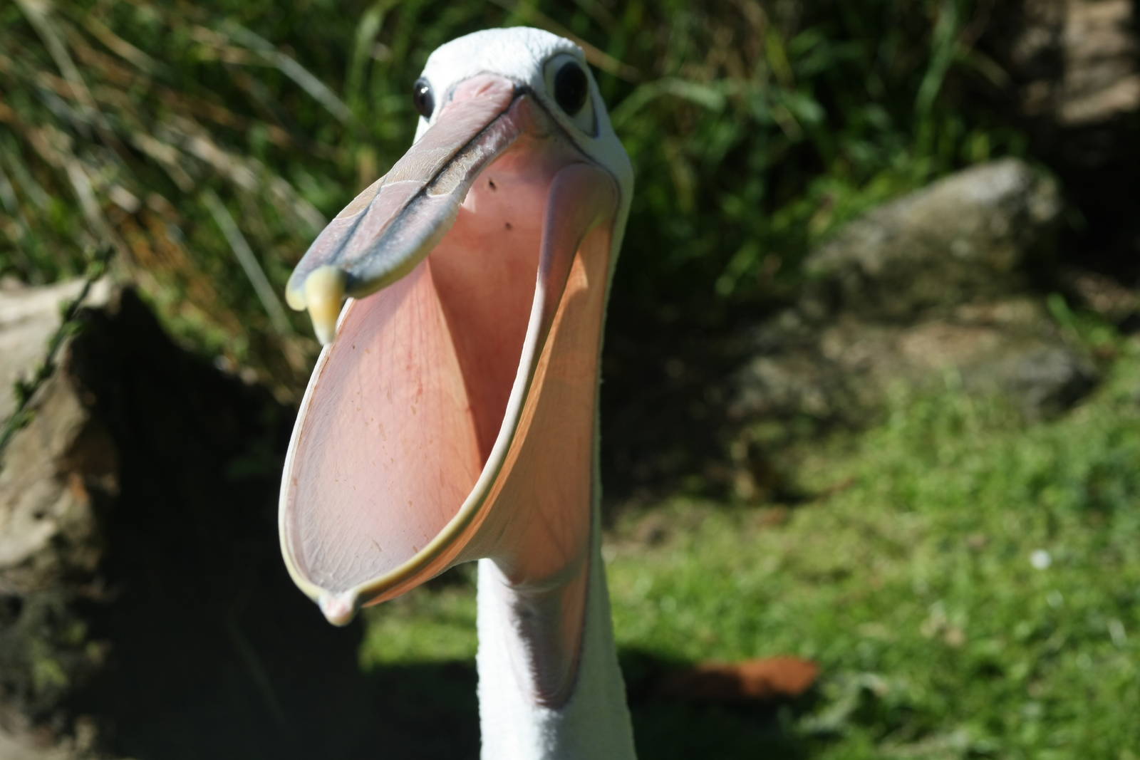 Lanky the Pelican