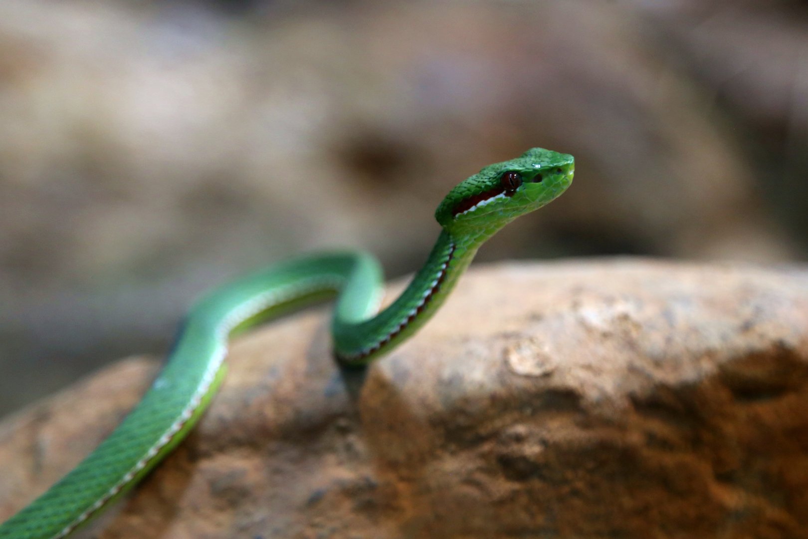 Lanna Green Pit Viper (Trimeresurus lanna)