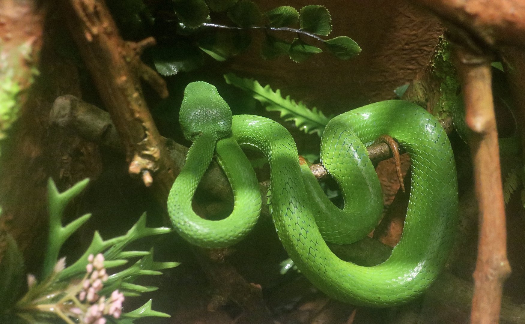 Lanna Green Pit Viper (Trimeresurus lanna)