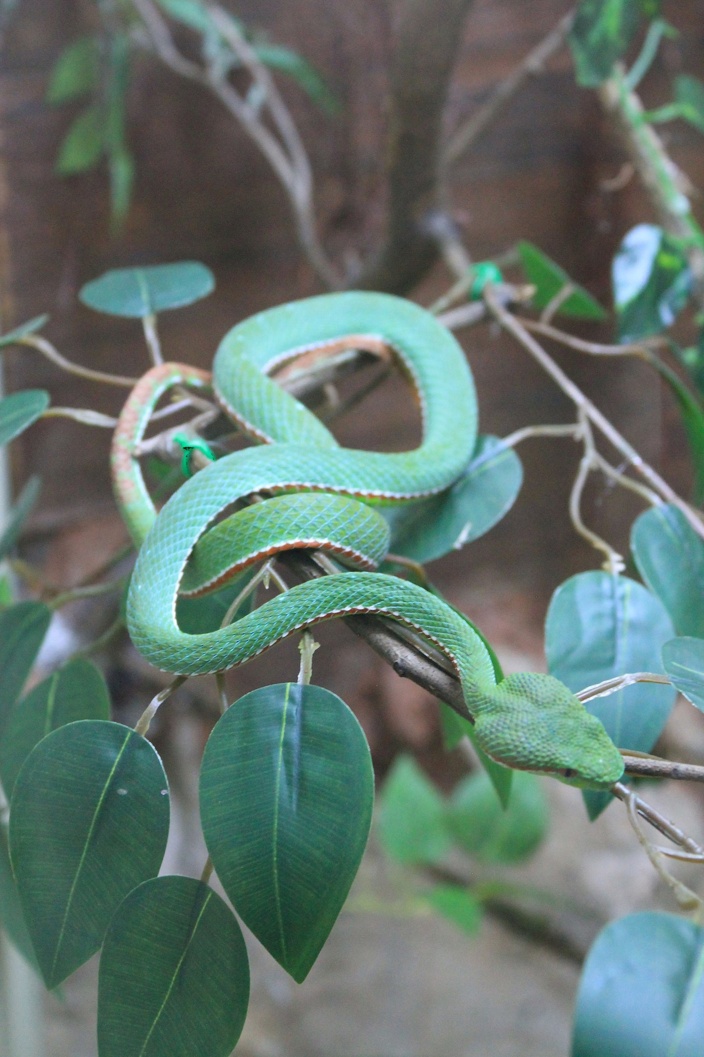 Lanna Green Pit Viper (Trimeresurus lanna)