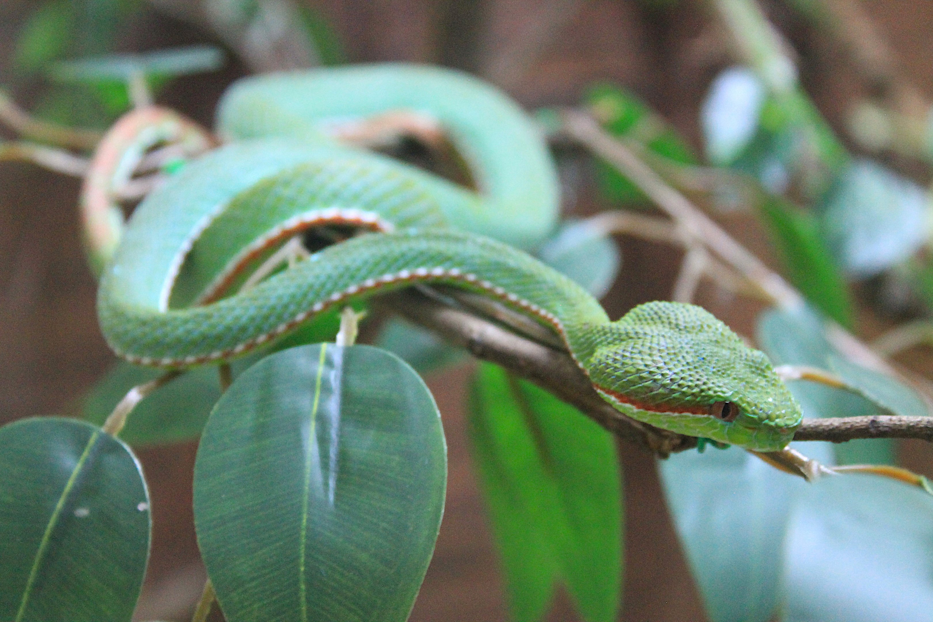 Lanna Green Pit Viper (Trimeresurus lanna)