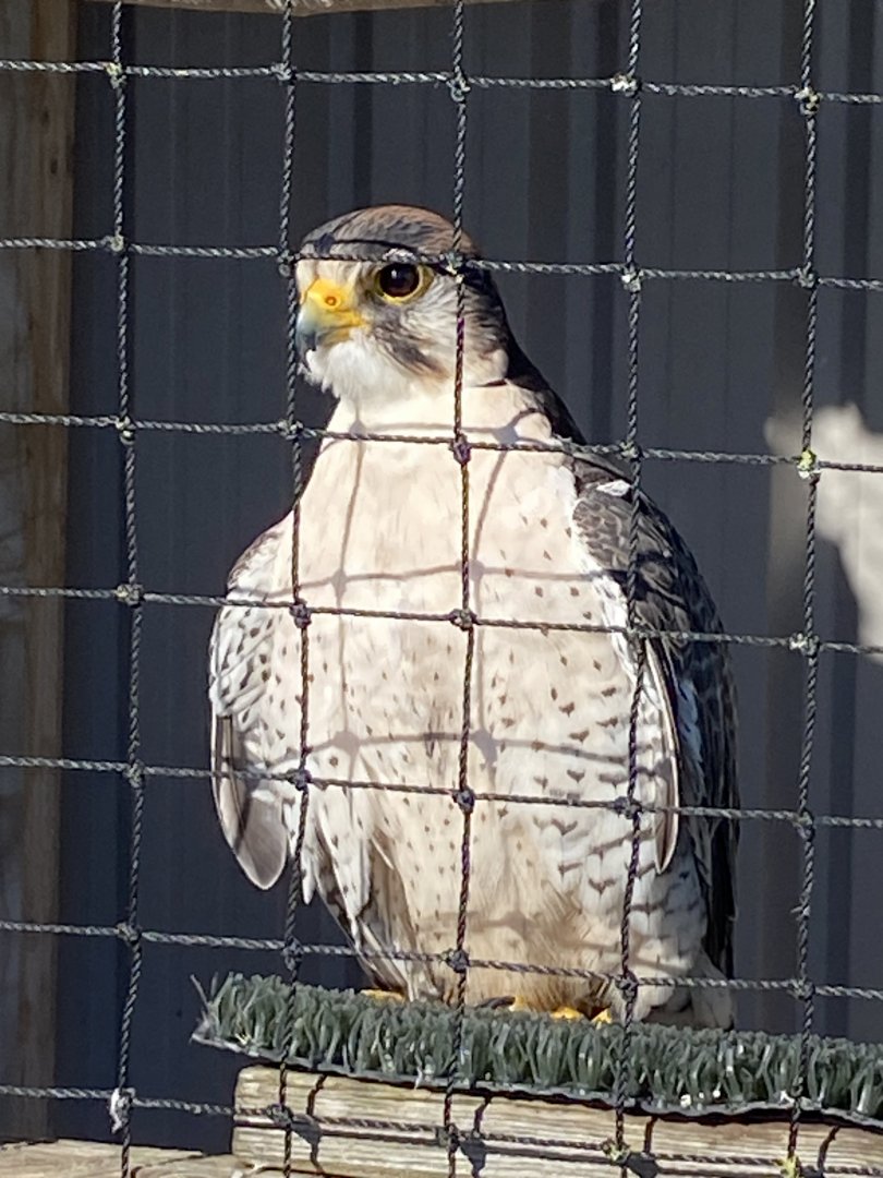Lanner falcon 020325