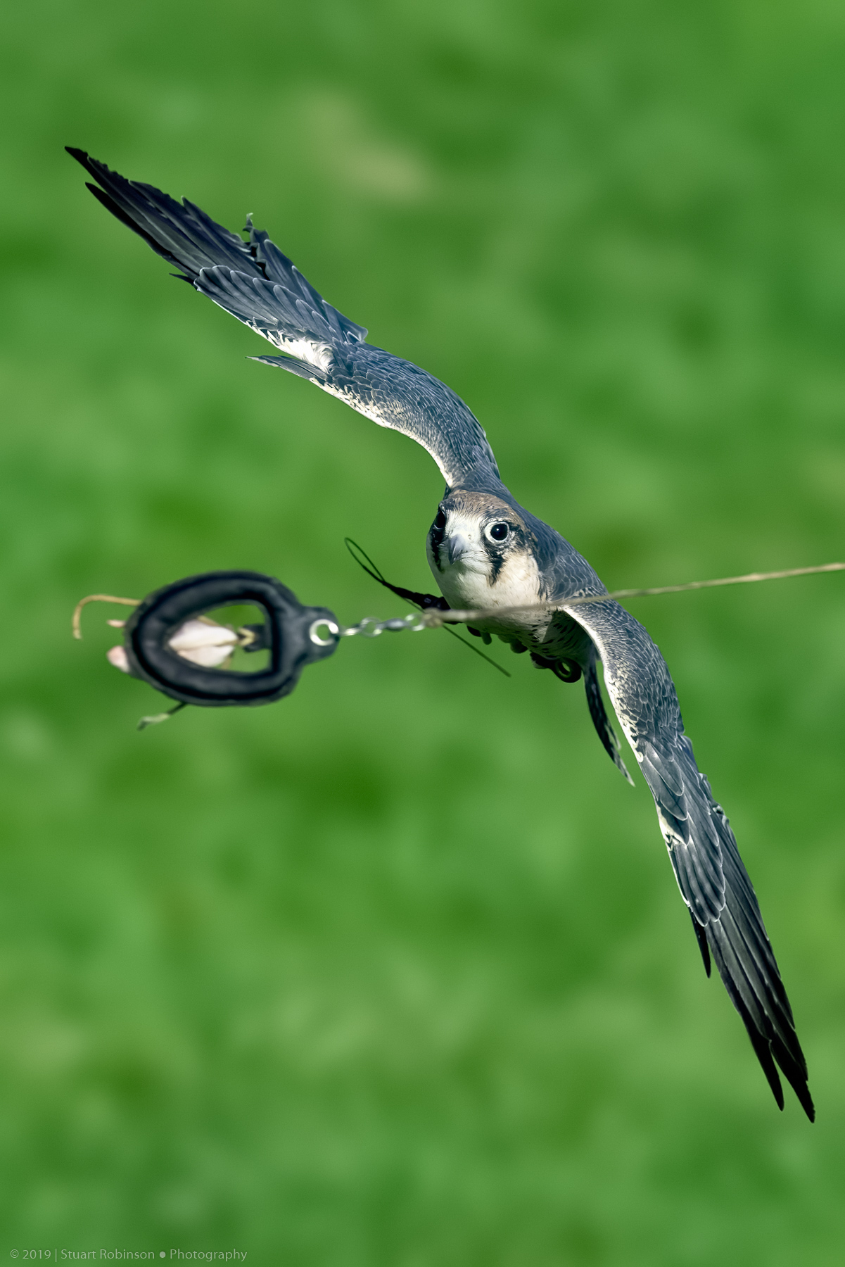 Lanner Falcon - 18/10/2019
