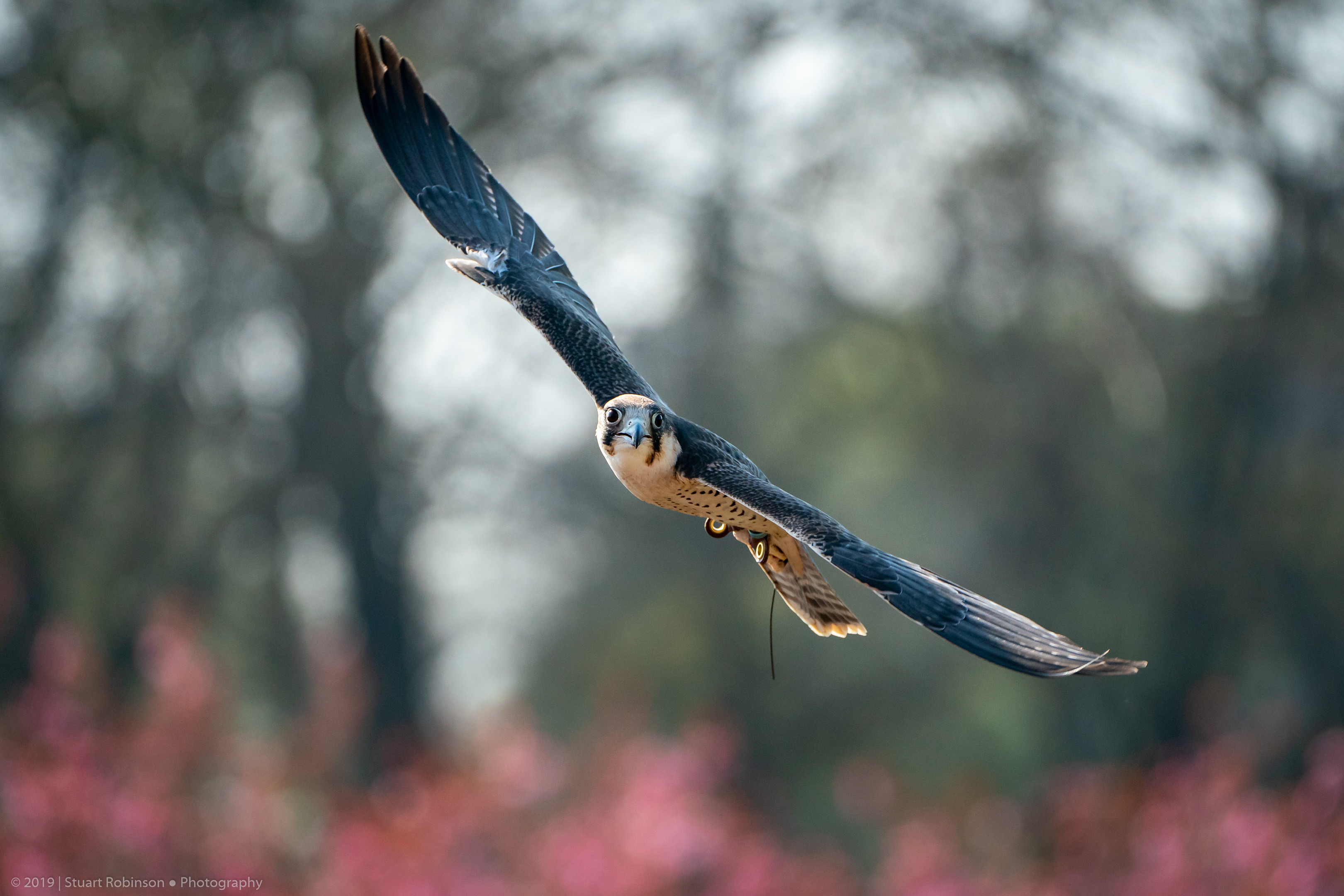 Lanner Falcon - 21/04/2019