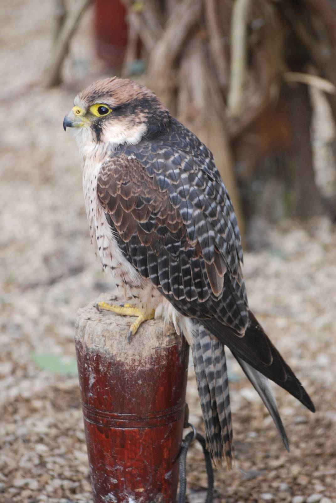 Lanner Falcon at Cotswold Falconry 05/03/11
