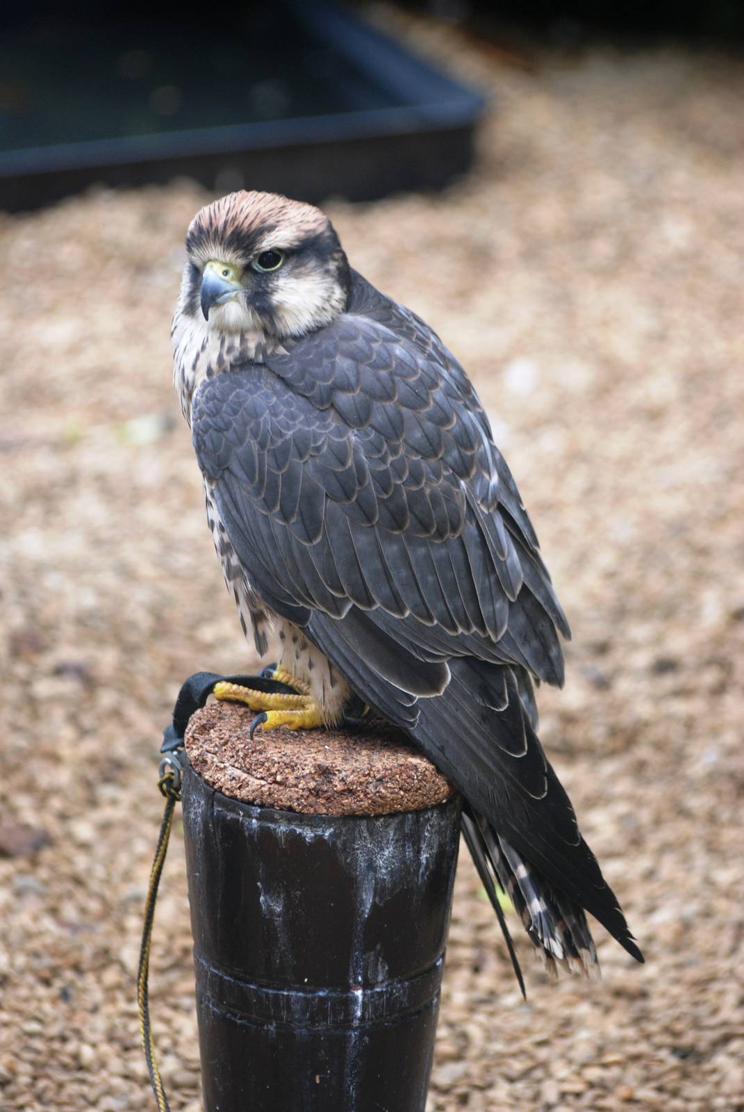 Lanner Falcon at Cotswold Falconry Centre, 13/09/13