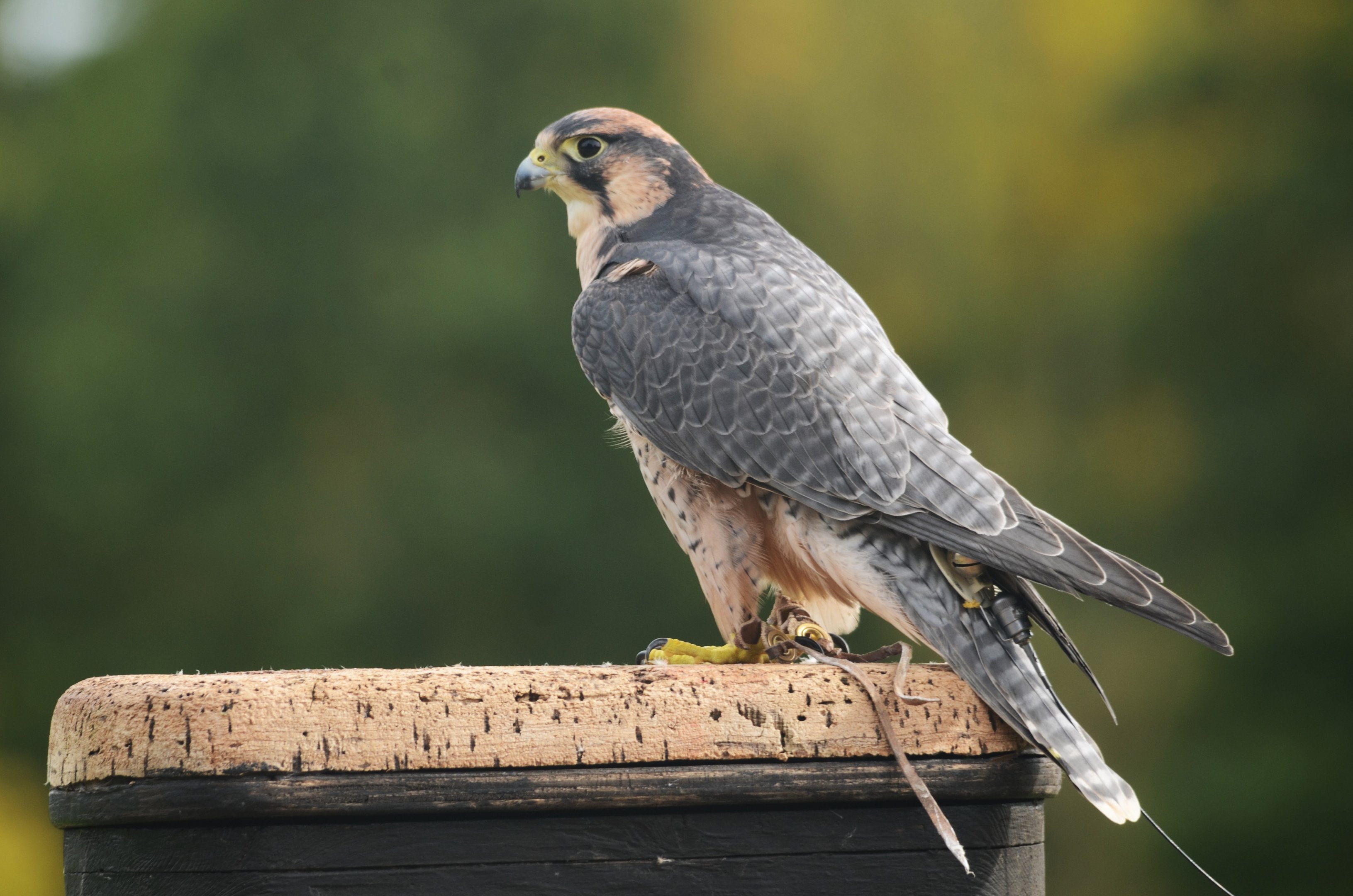 Lanner Falcon at ICBP Newent, 07/10/17
