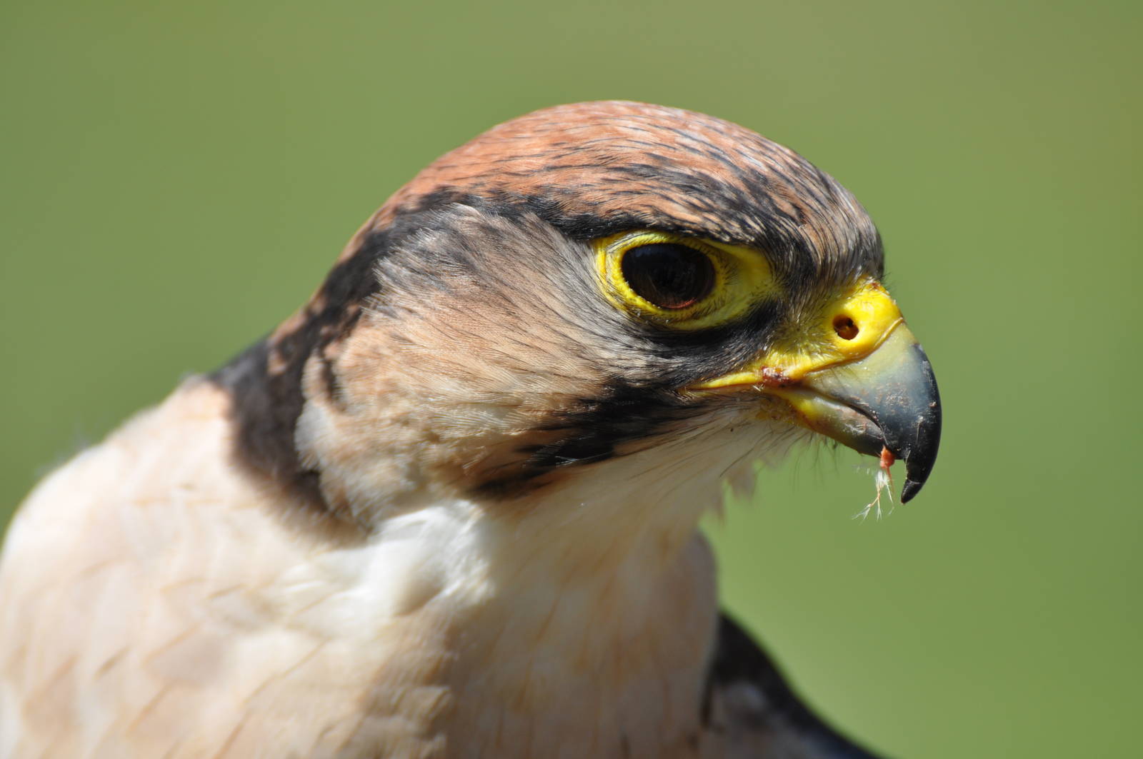 Lanner Falcon at Kolmården Wildlife Park