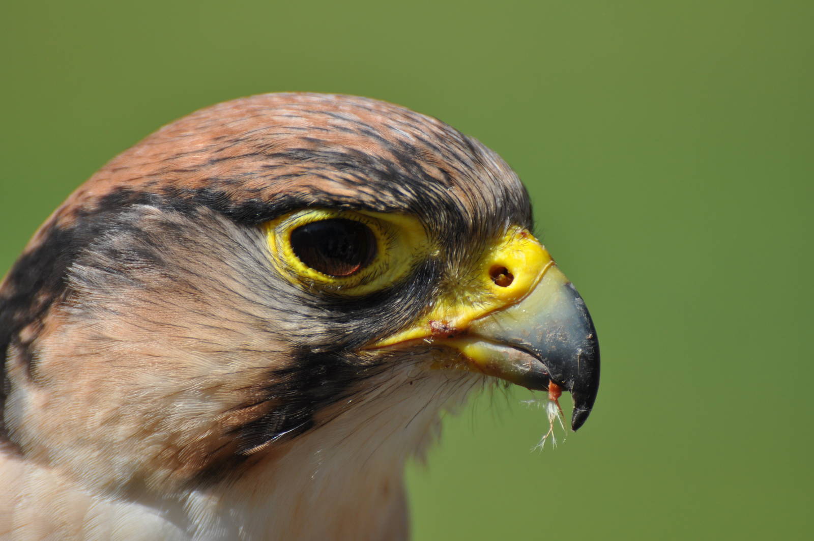 Lanner falcon at Kolmården Wildlife Park