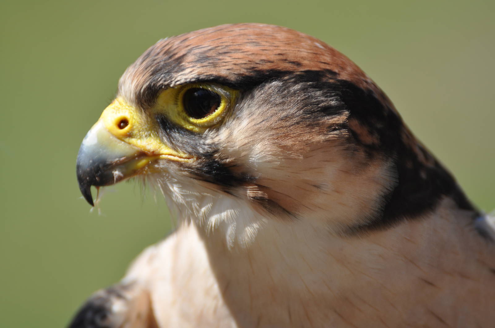 Lanner Falcon at Kolmården Wildlife Park