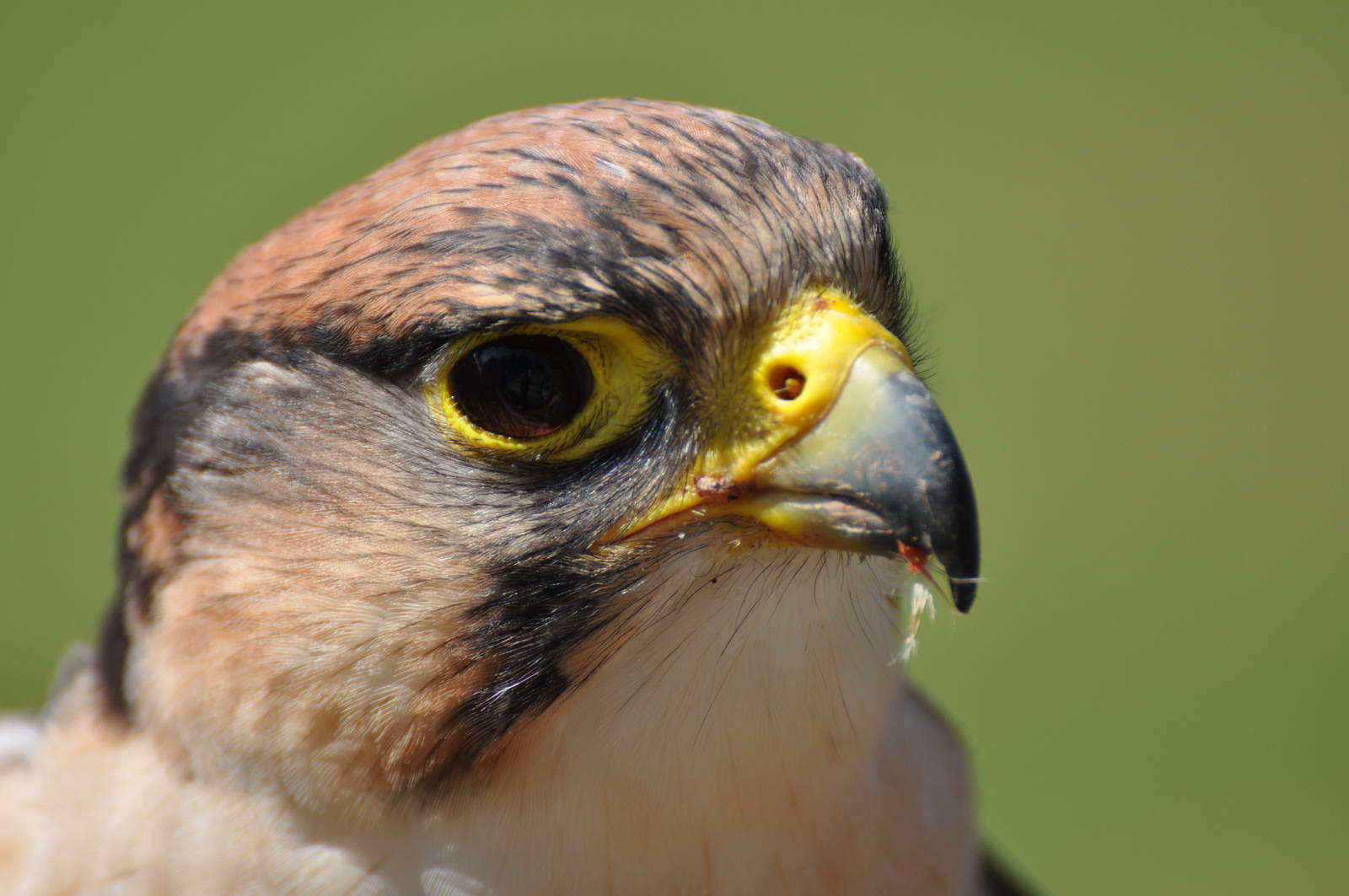 Lanner falcon at Kolmården Wildlife Park