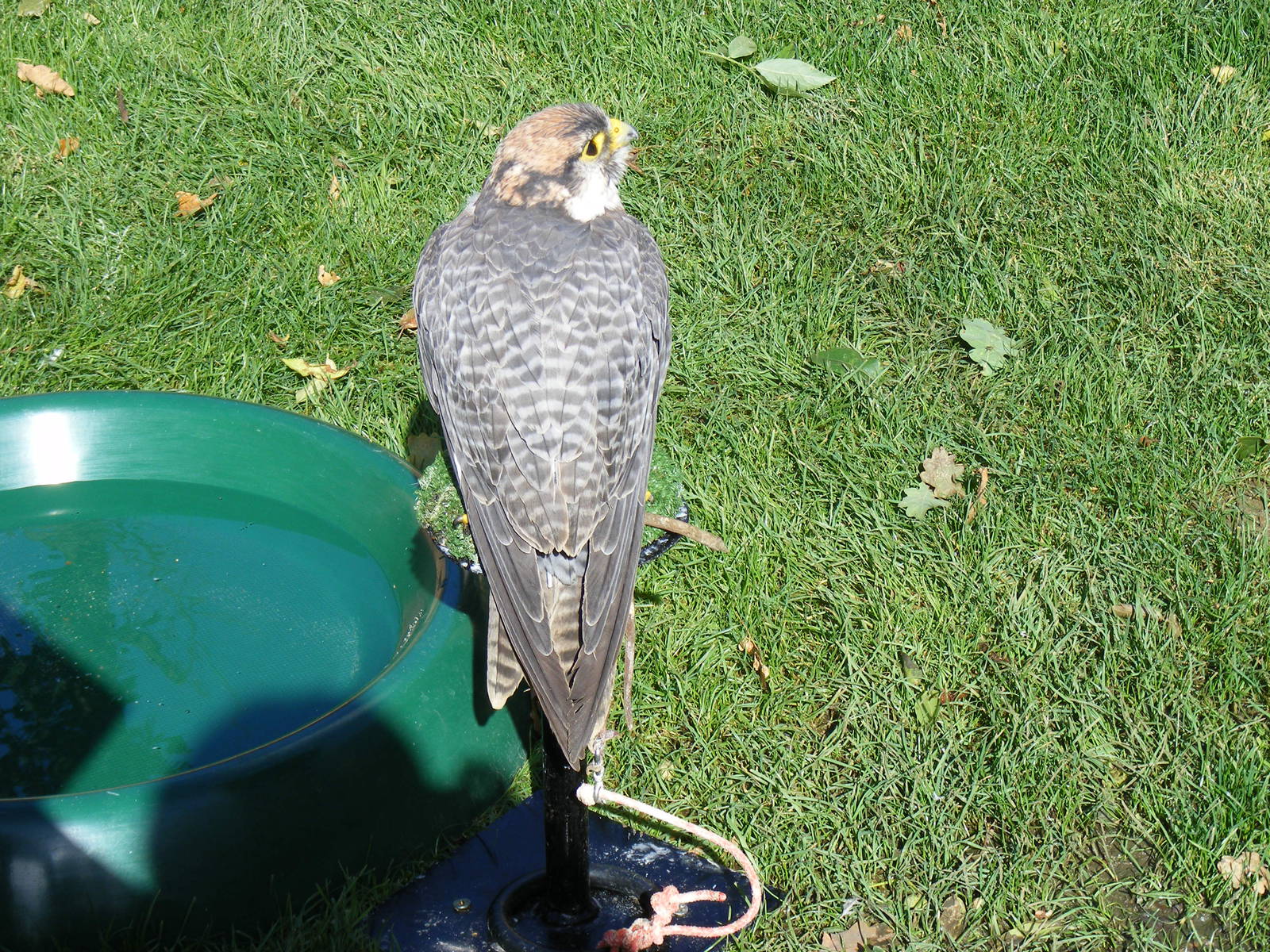 Lanner falcon at Tropical Wings, 13 September 2011