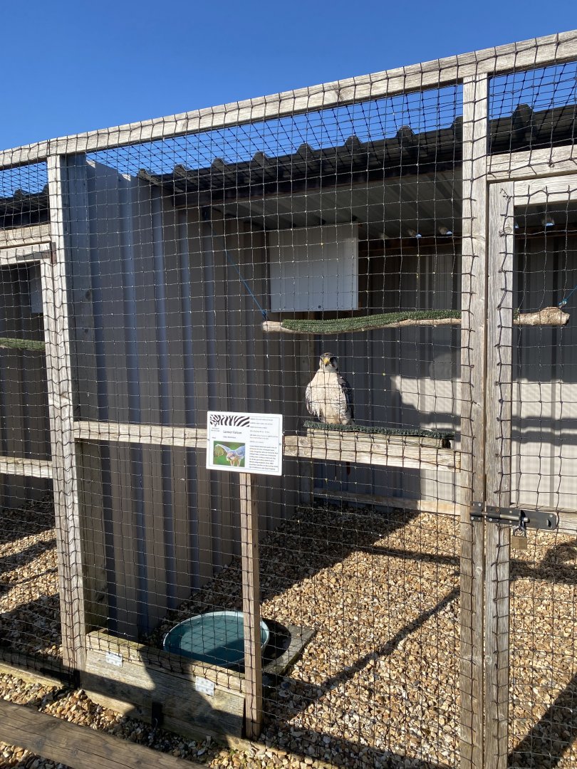 Lanner falcon aviary 020325