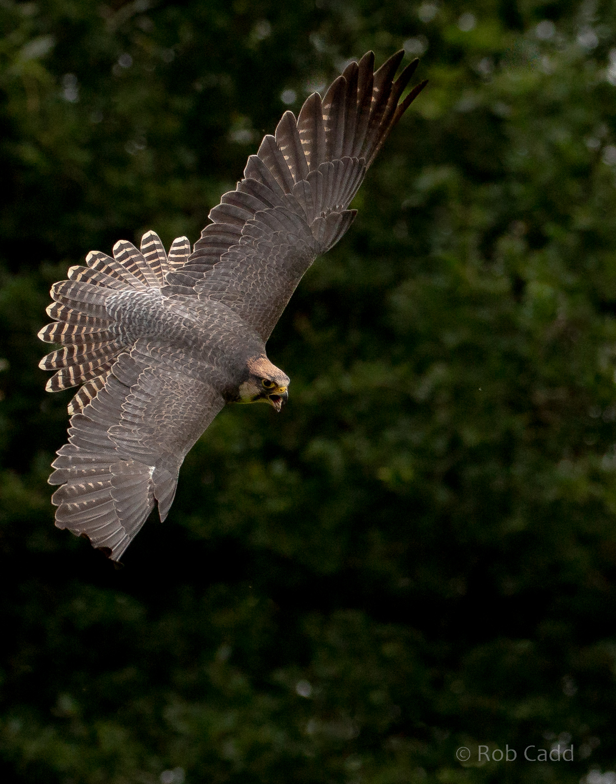 Lanner falcon : Cotswold Falconry Centre : 03 Sep 2021