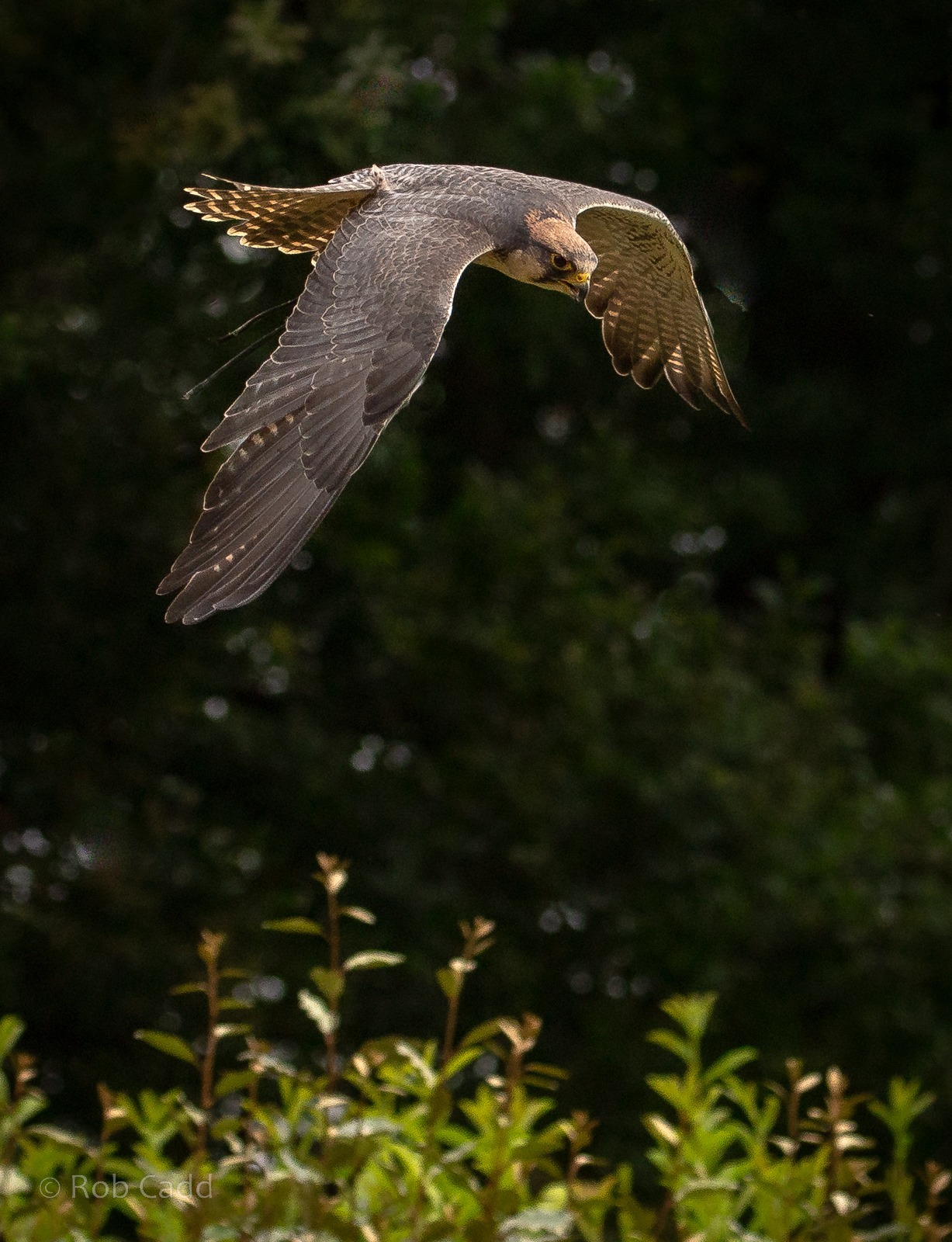 Lanner falcon : Cotswold Falconry Centre : 03 Sep 2021