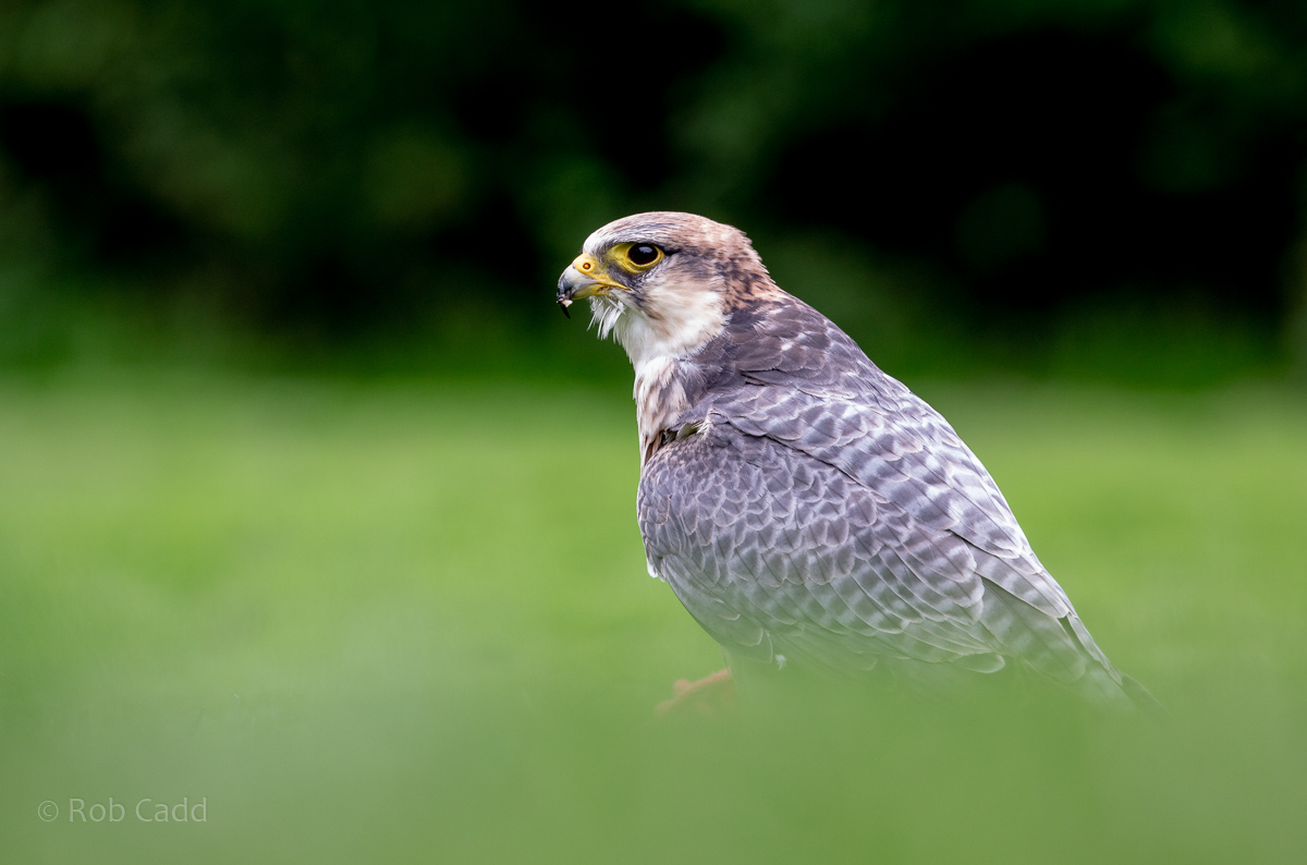 Lanner falcon : Cotswold Falconry Centre : 04 Sep 2020
