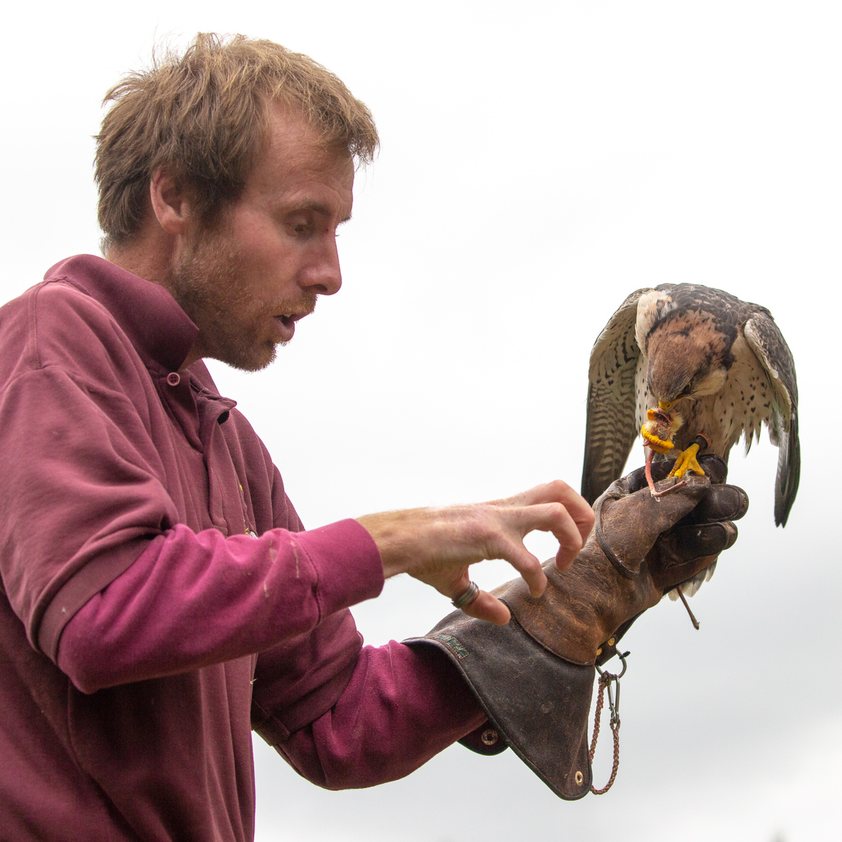 Lanner falcon : Cotswold Falconry Centre : 04 Sep 2020