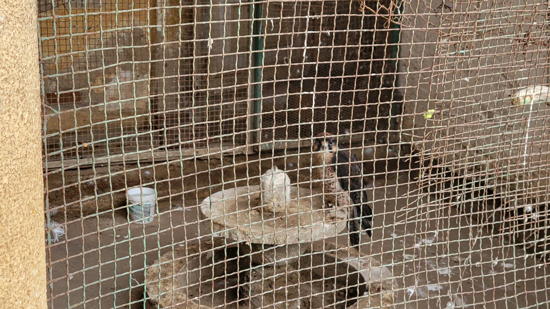 Lanner falcon - Dec 2023