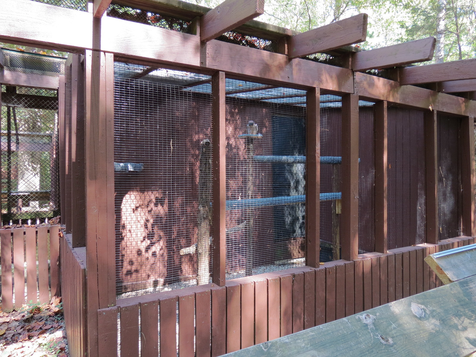 Lanner Falcon Exhibit