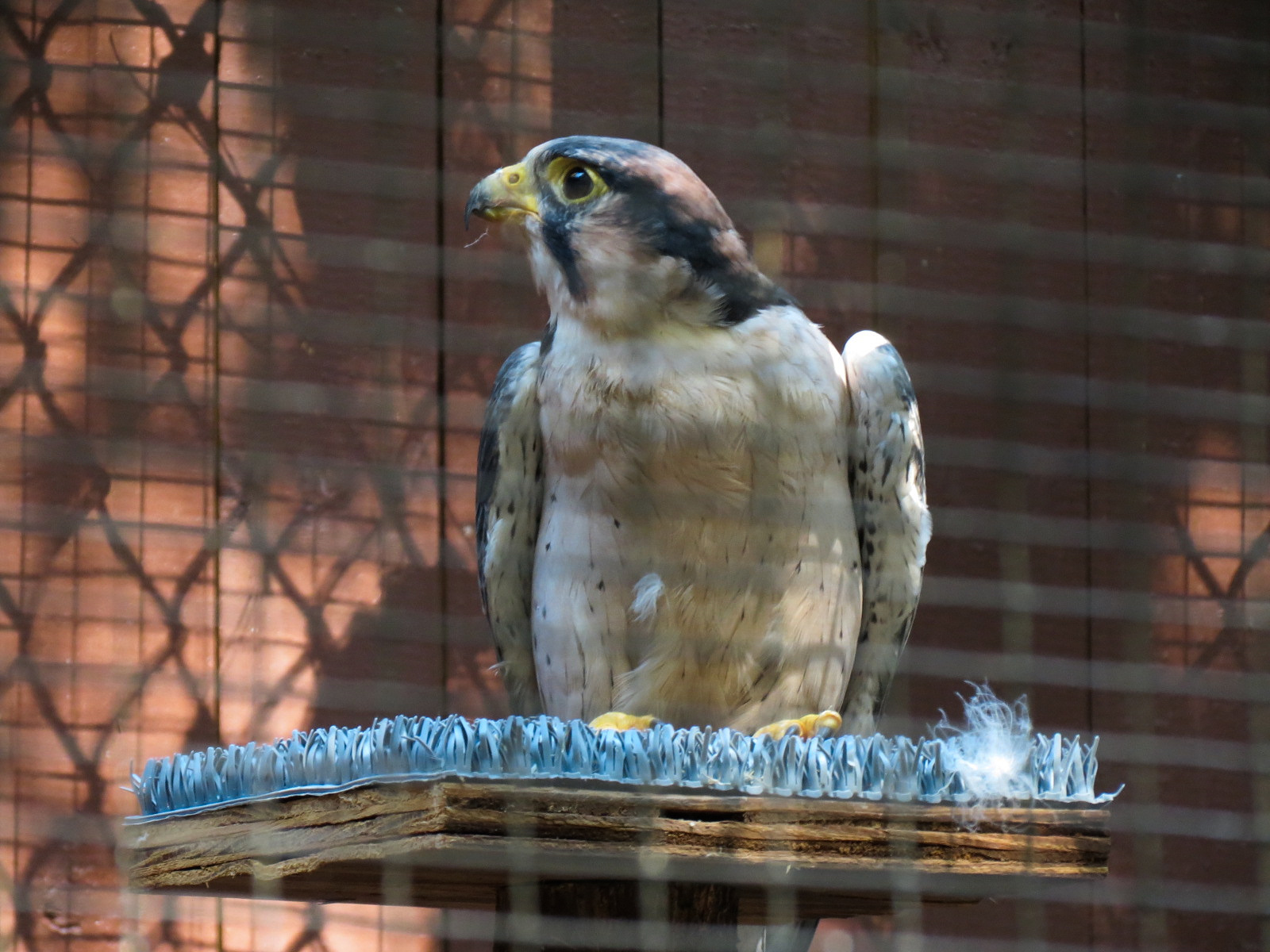 Lanner Falcon Exhibit