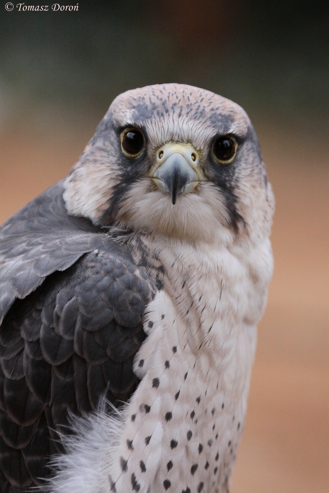 Lanner Falcon (Falco biarmicus)