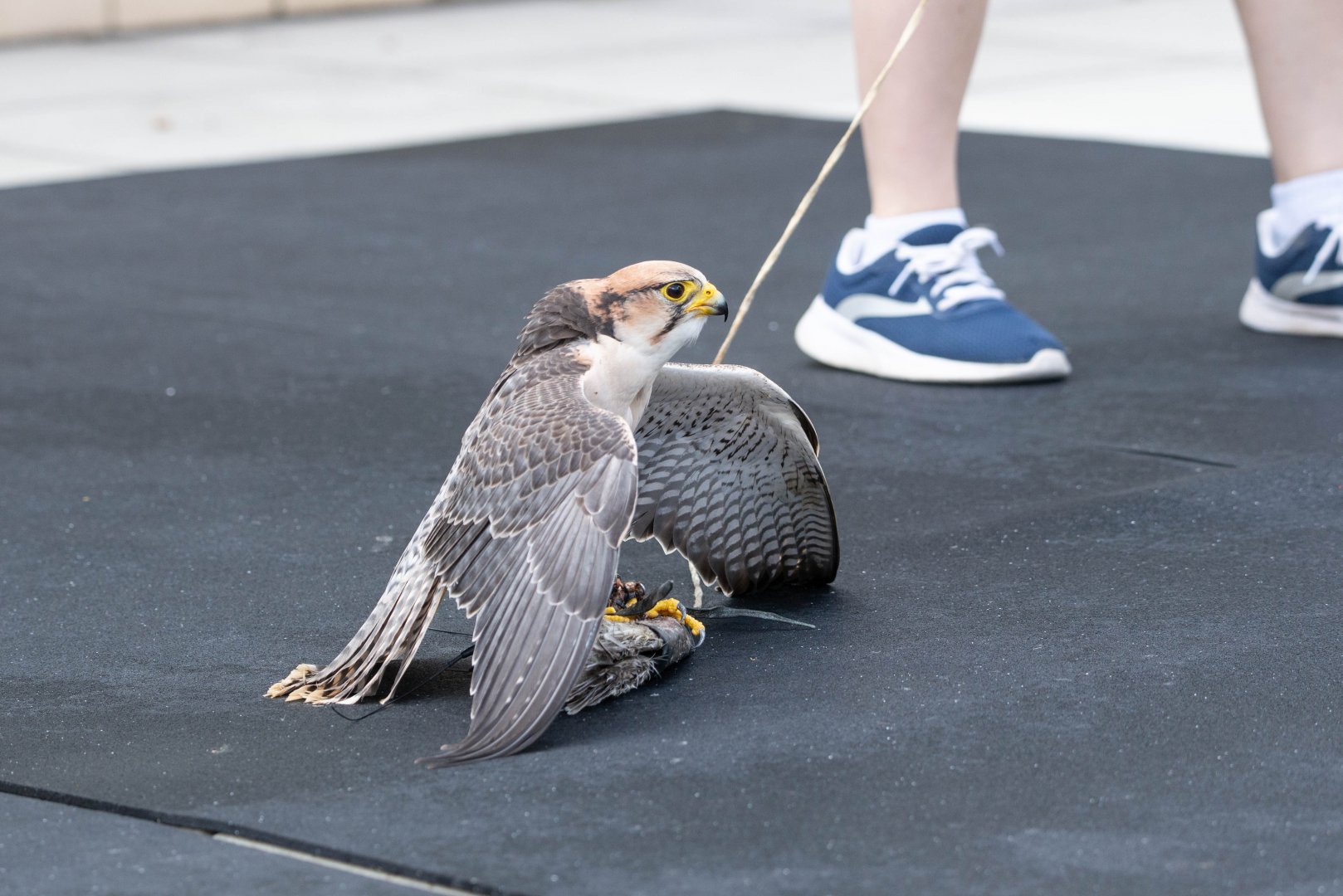 Lanner Falcon- (Falco biarmicus)