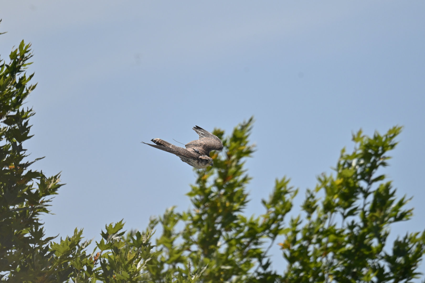 Lanner Falcon Falco biarmicus
