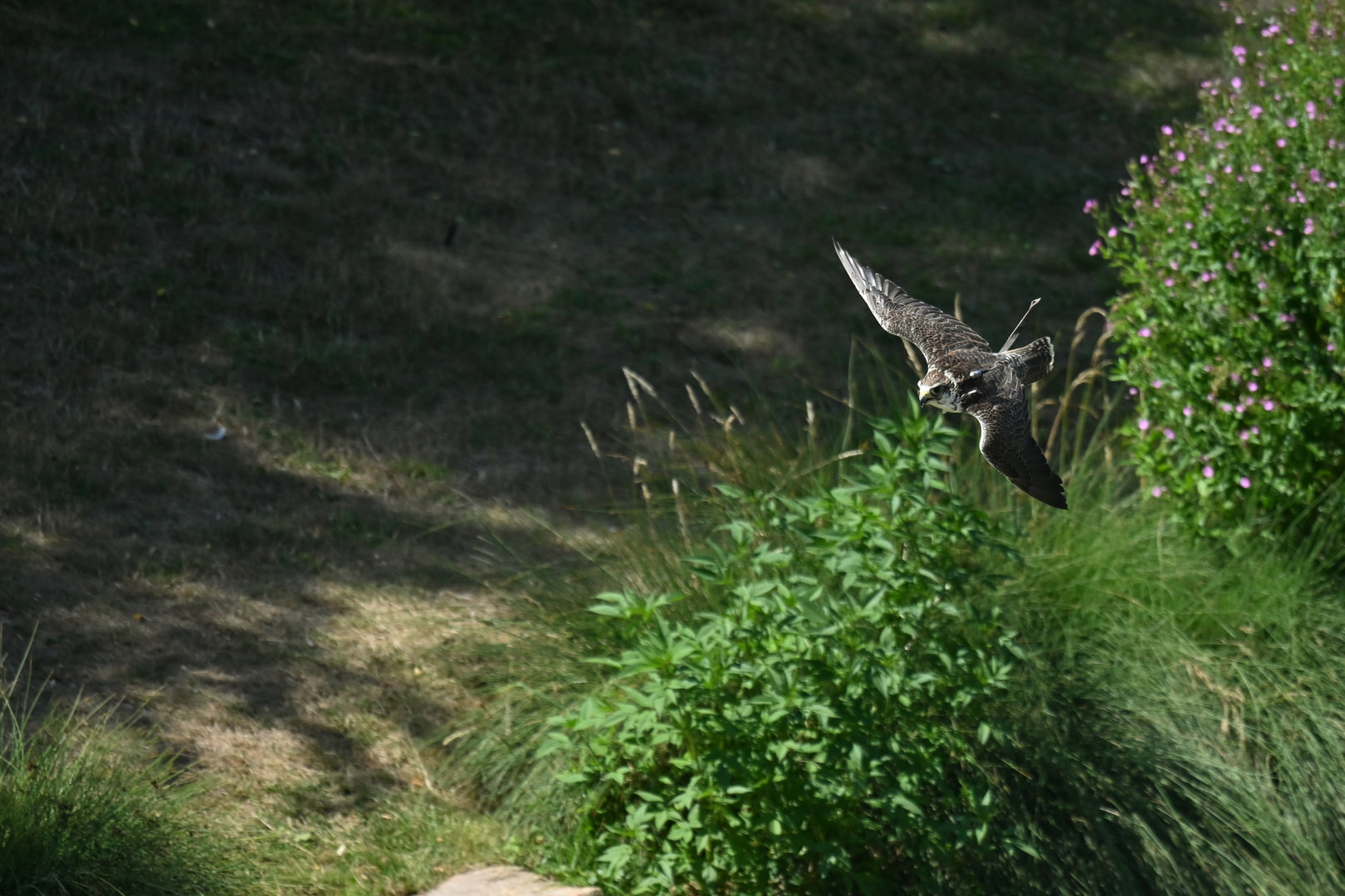 Lanner Falcon Falco biarmicus