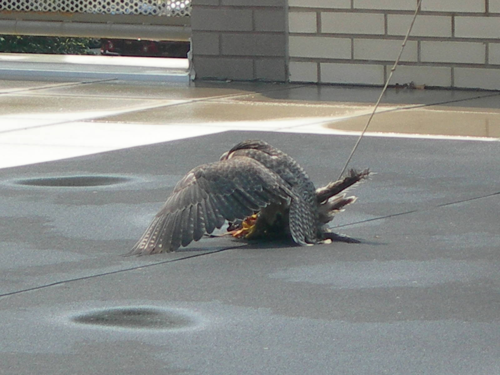 Lanner Falcon going in for is prey and tackling it on the ground in Sky Dec