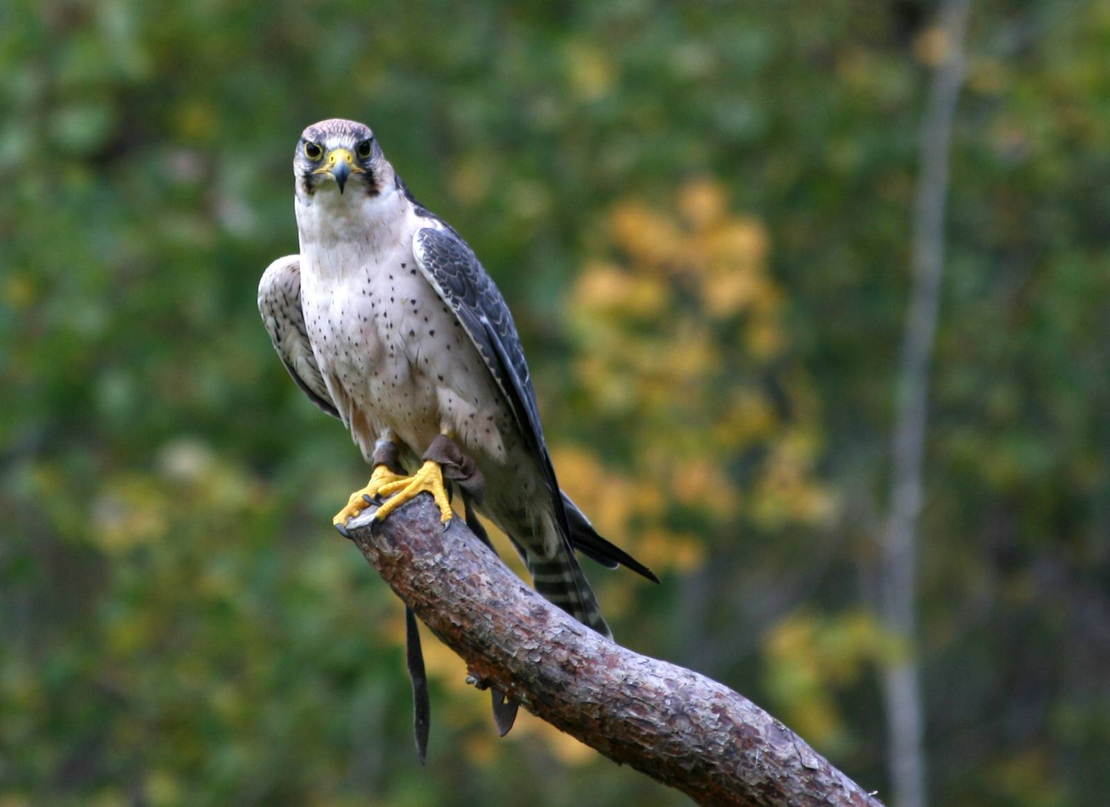 Lanner falcon - Kolmården