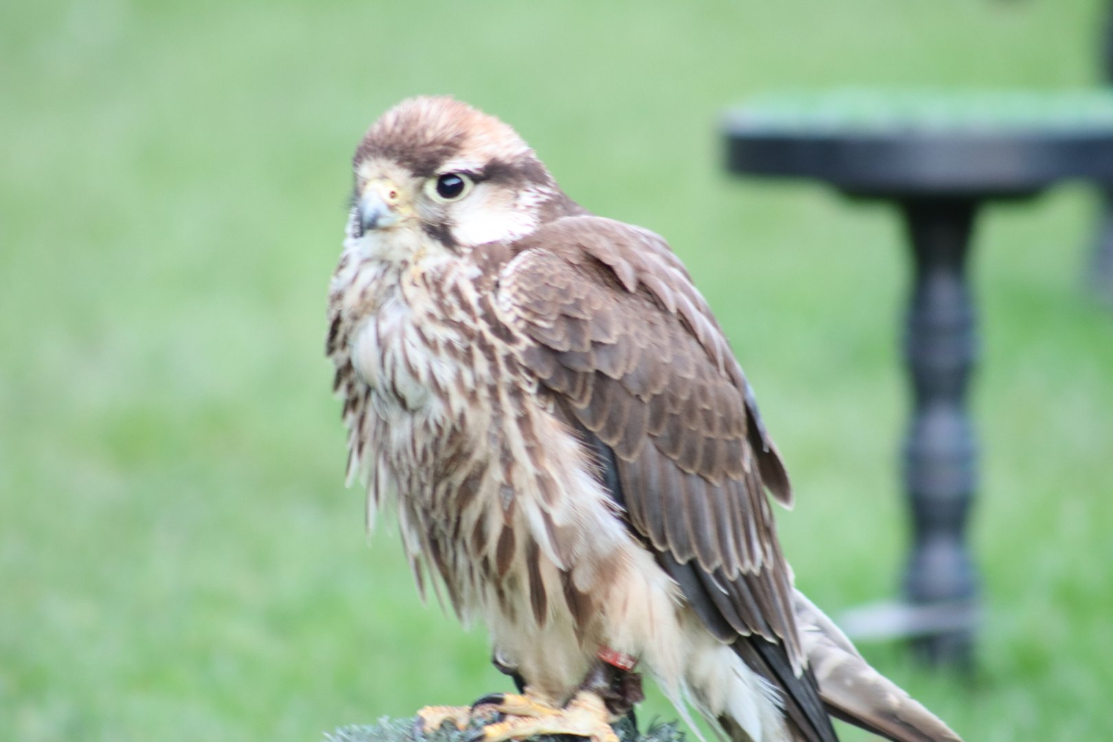 Lanner Falcon [Nov 2021]