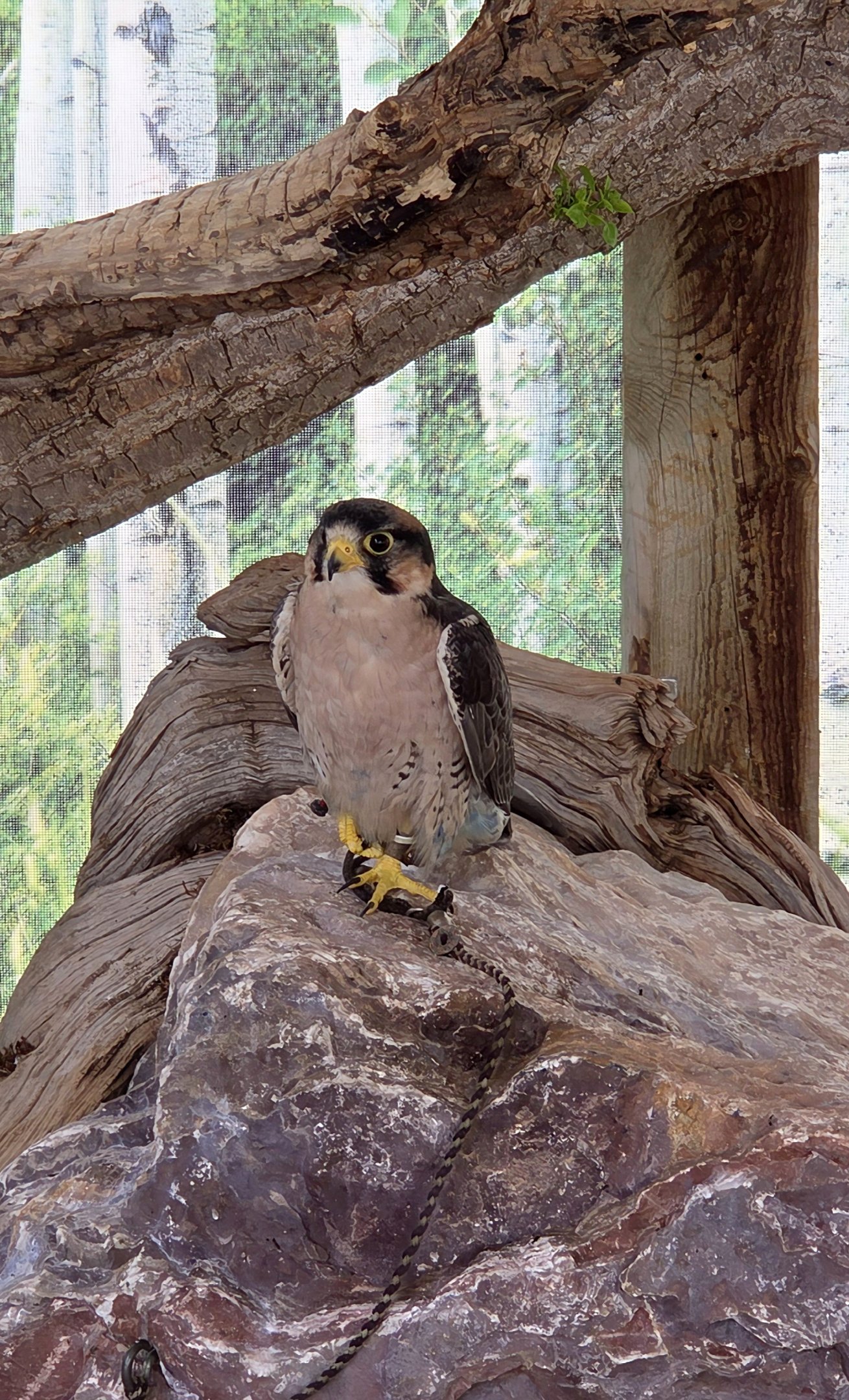 Lanner Falcon - Reptile Gardens