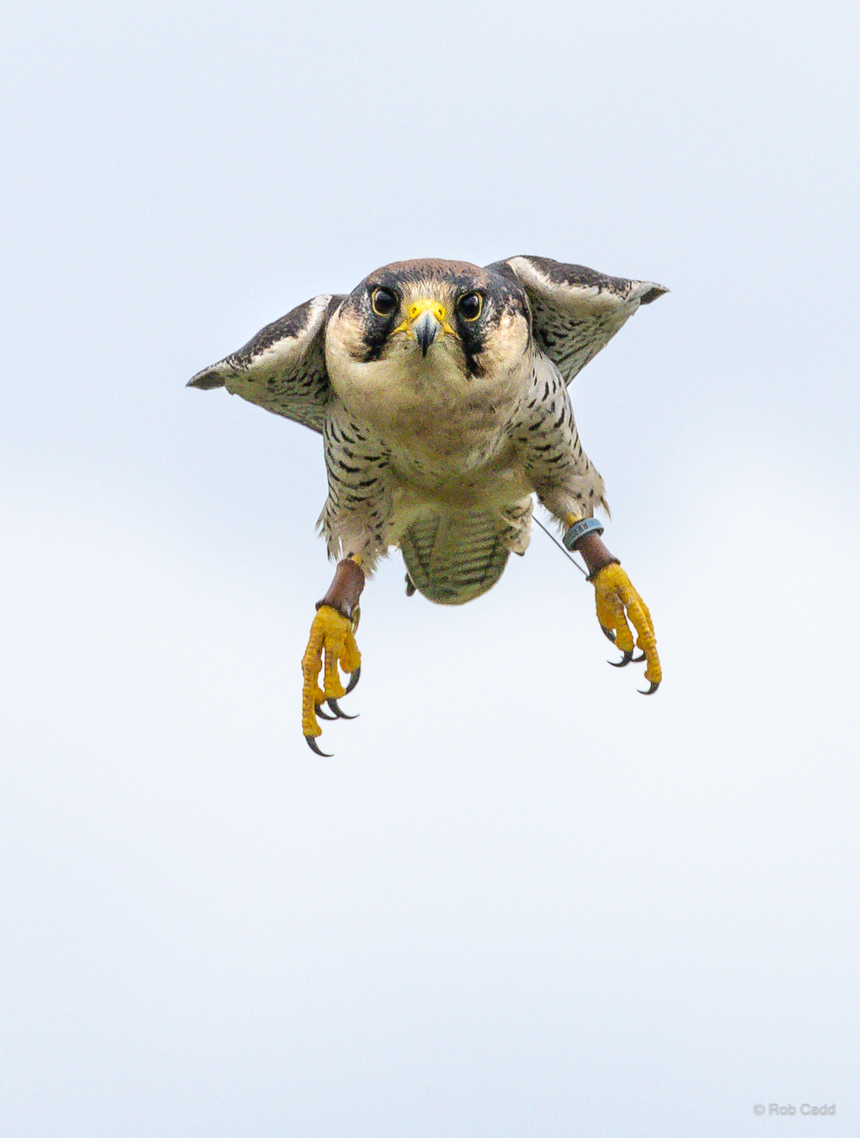 Lanner falcon : Whipsnade : 24 May 2024