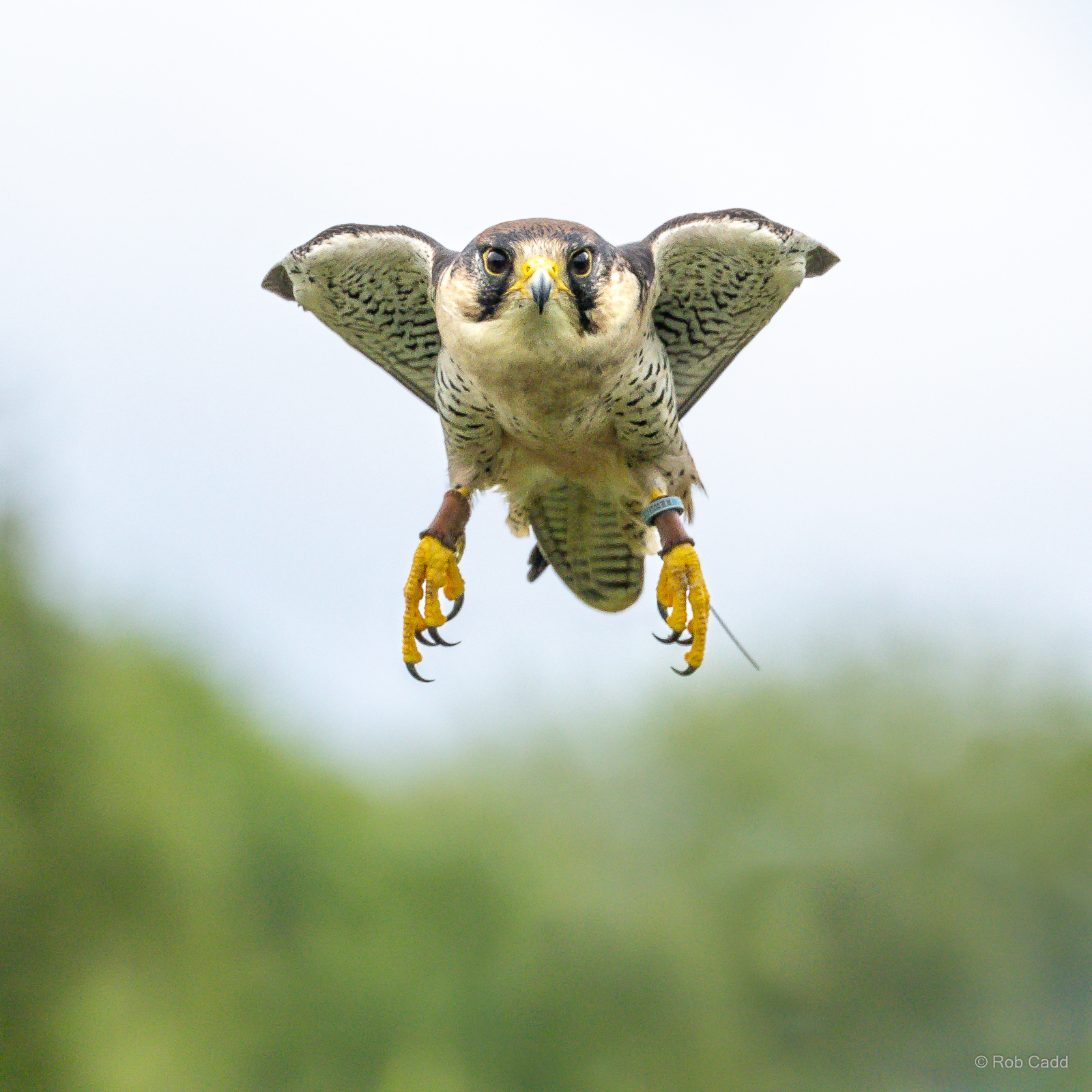Lanner falcon : Whipsnade : 24 May 2024