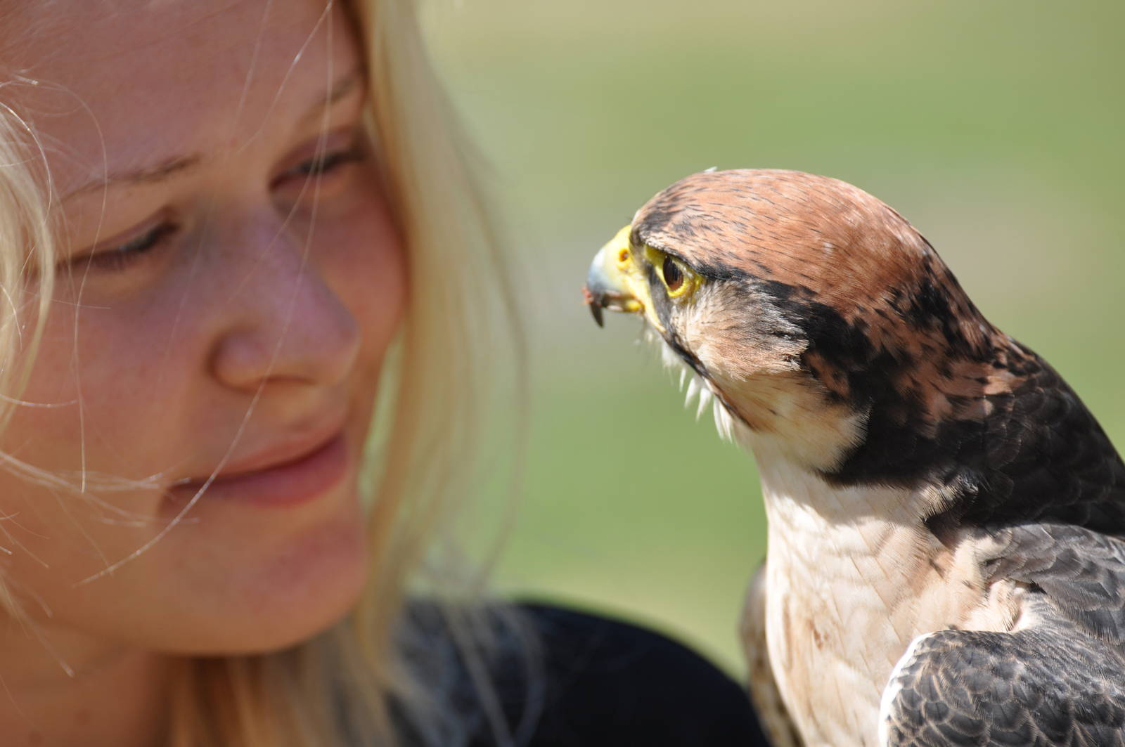 Lanner falcon with trainer at Kolmården Wildlife Park