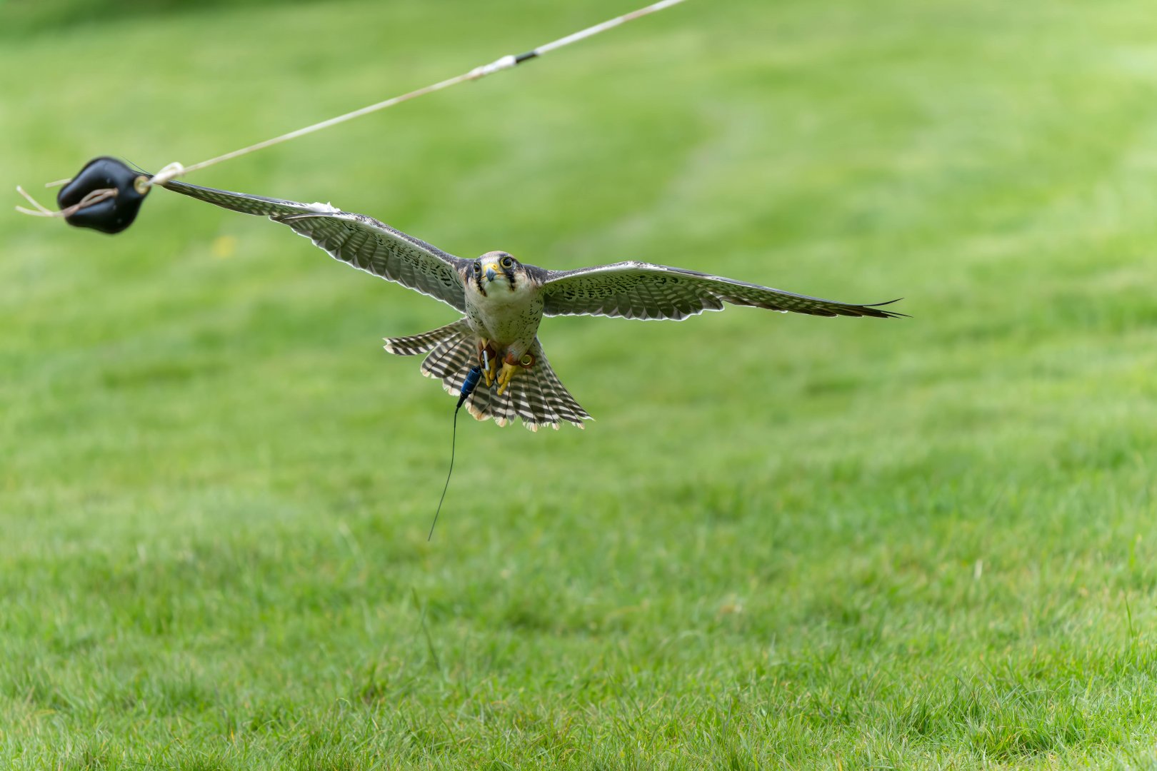 Lanner falcon, ZSL Whipsnade, UK