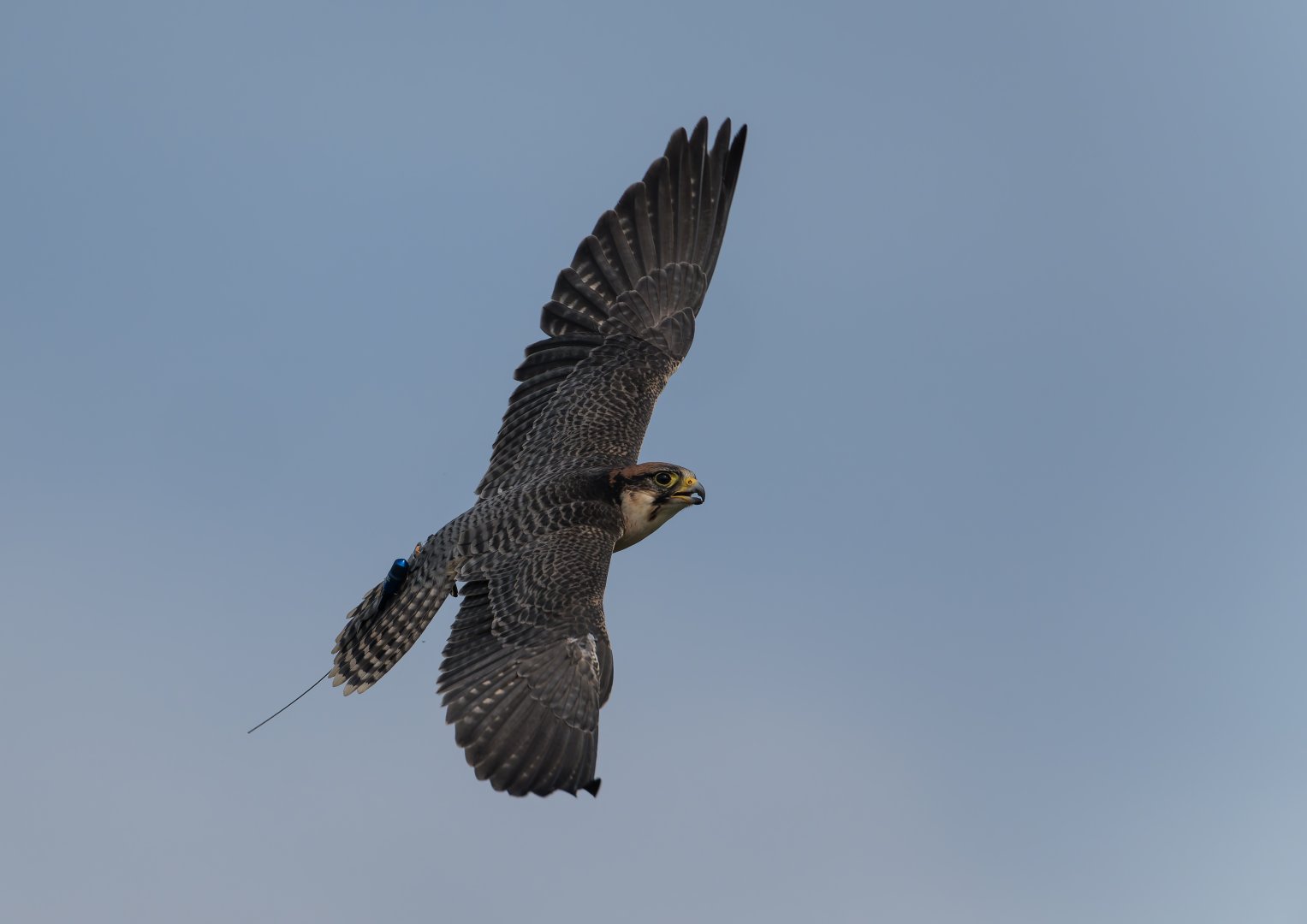 Lanner falcon, ZSL Whipsnade, UK
