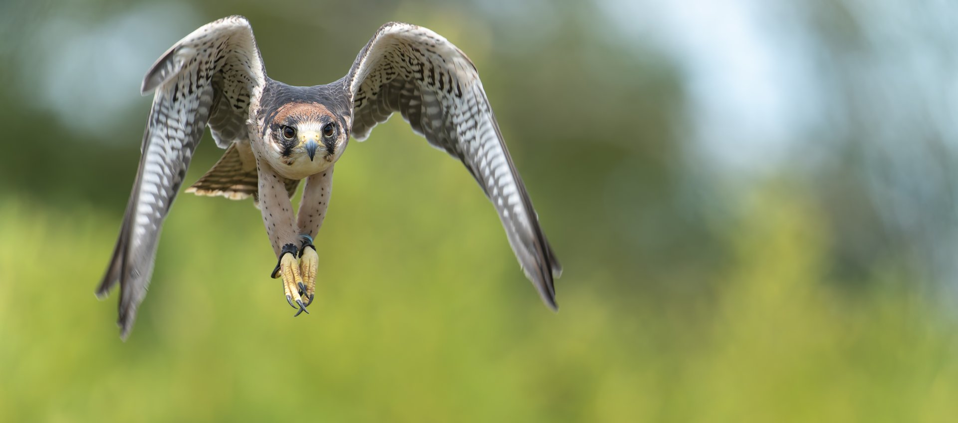 Lanner Falcon, ZSL Whipsnade, UK