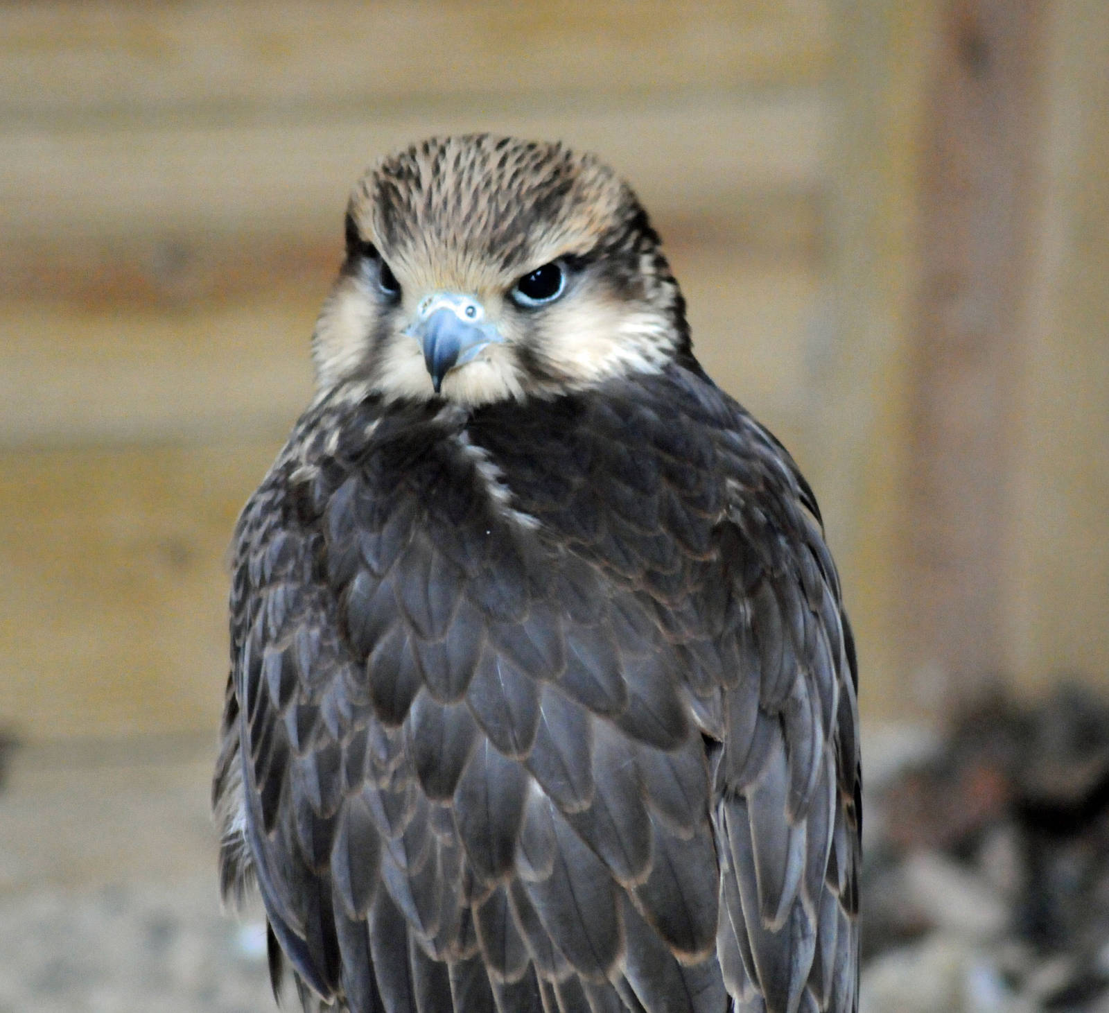 LANNER FALCON
