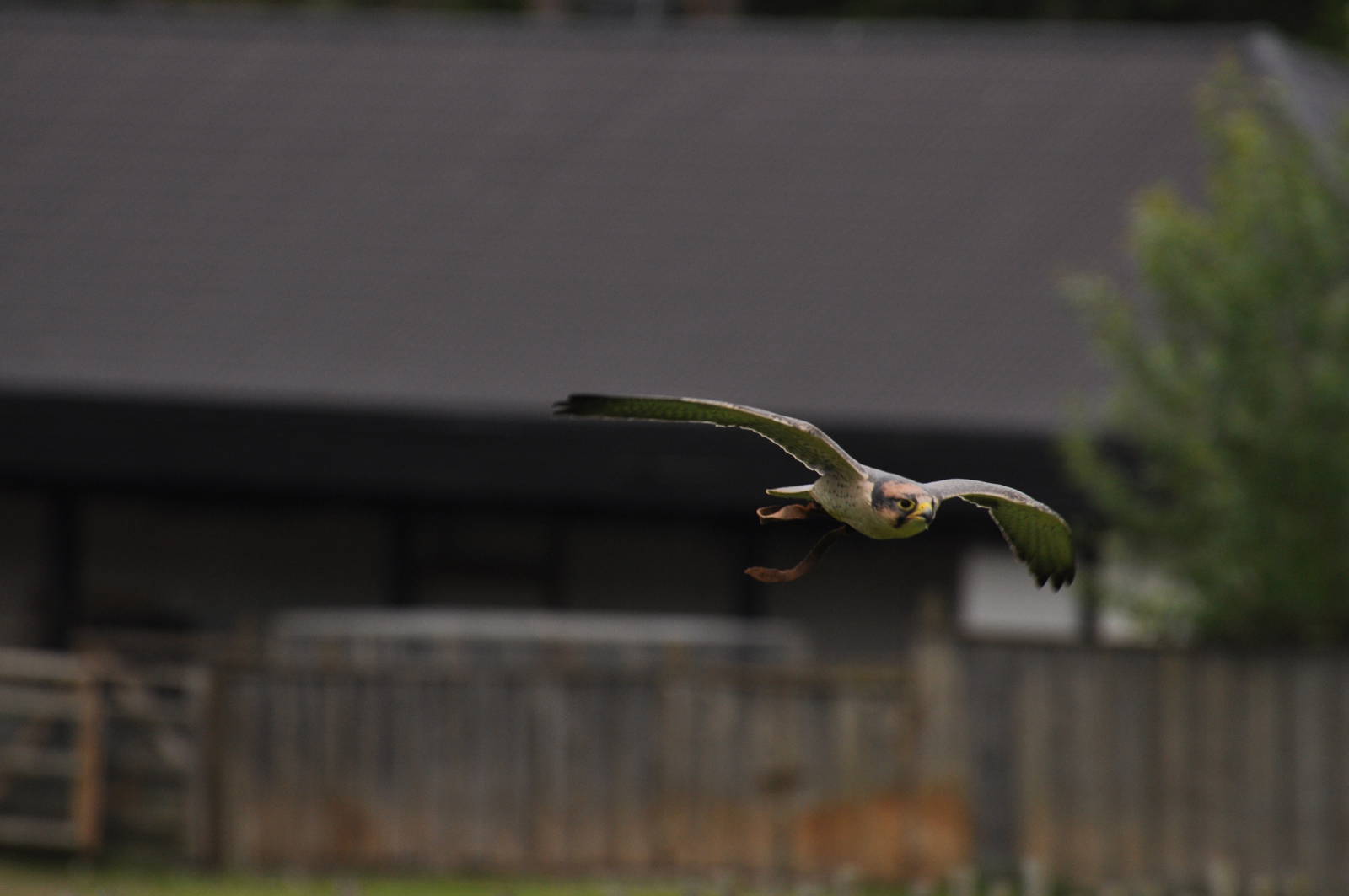 Lanner Falcon