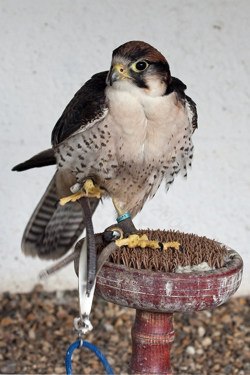 Lanner Falcon