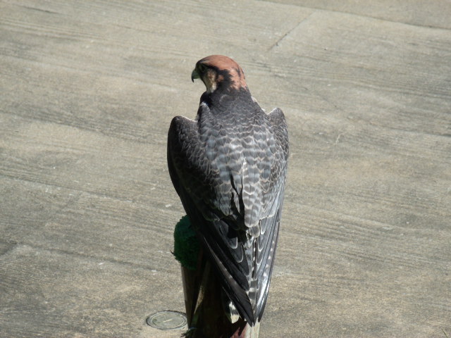 Lanner Falcon