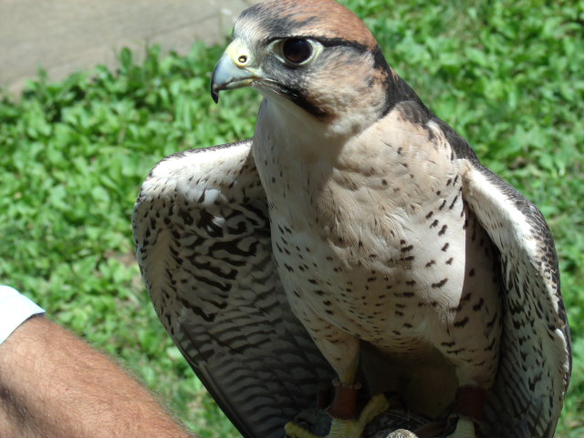 Lanner Falcon