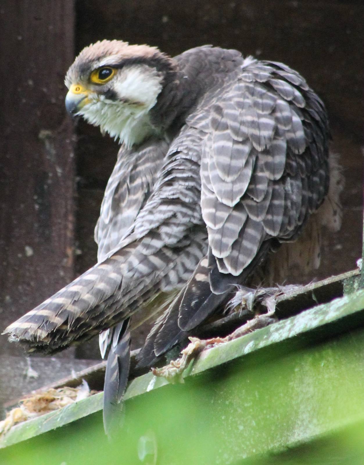 Lanner falcon